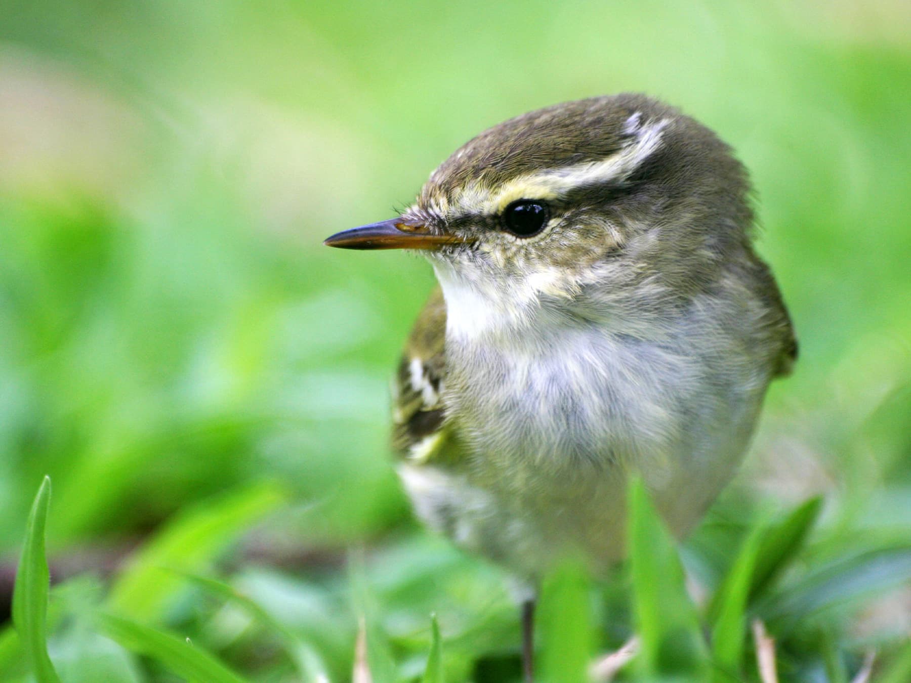 Yellow-browed Warbler foraging on the ground