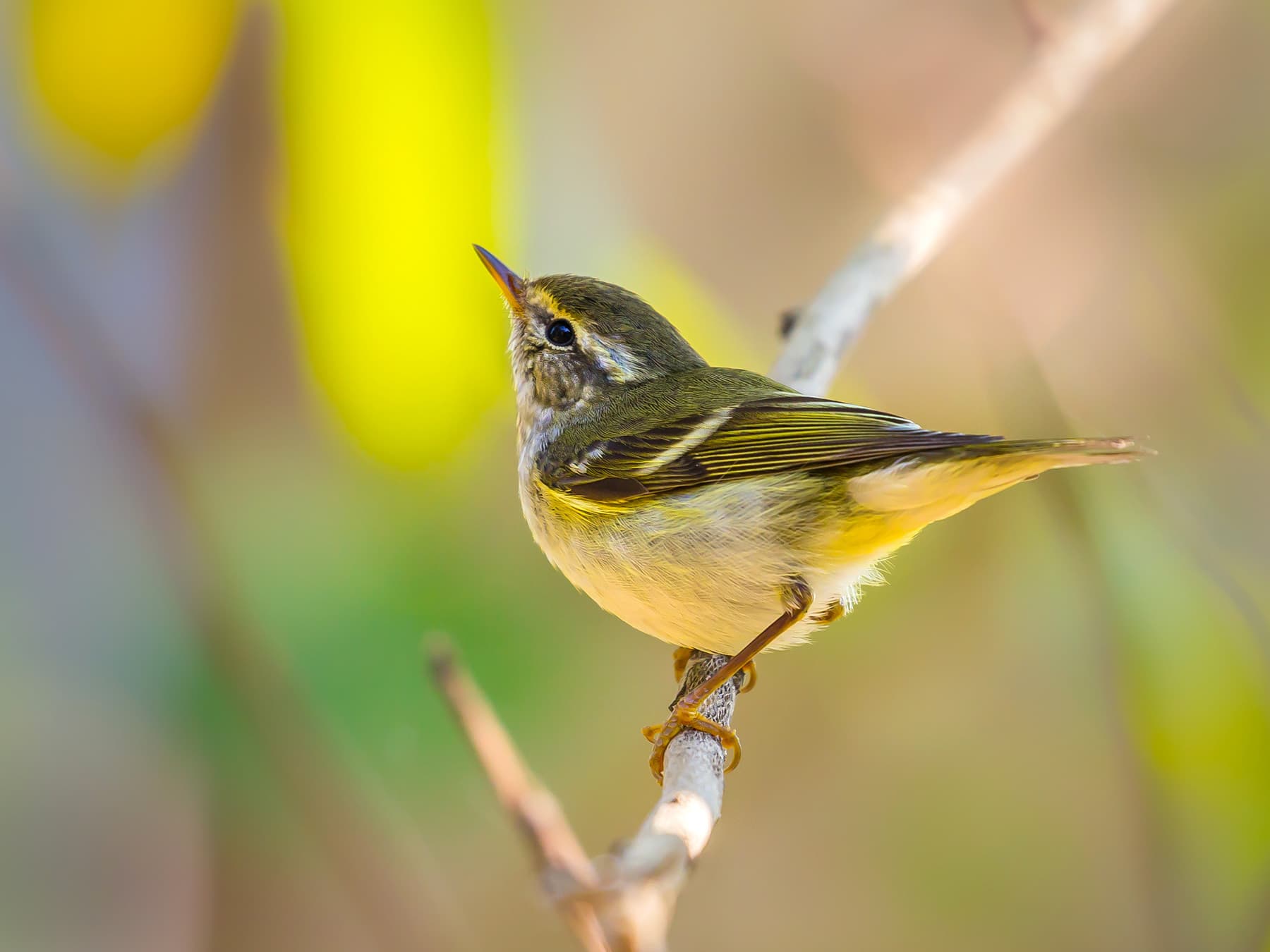 Yellow-browed Warbler perching on a branch