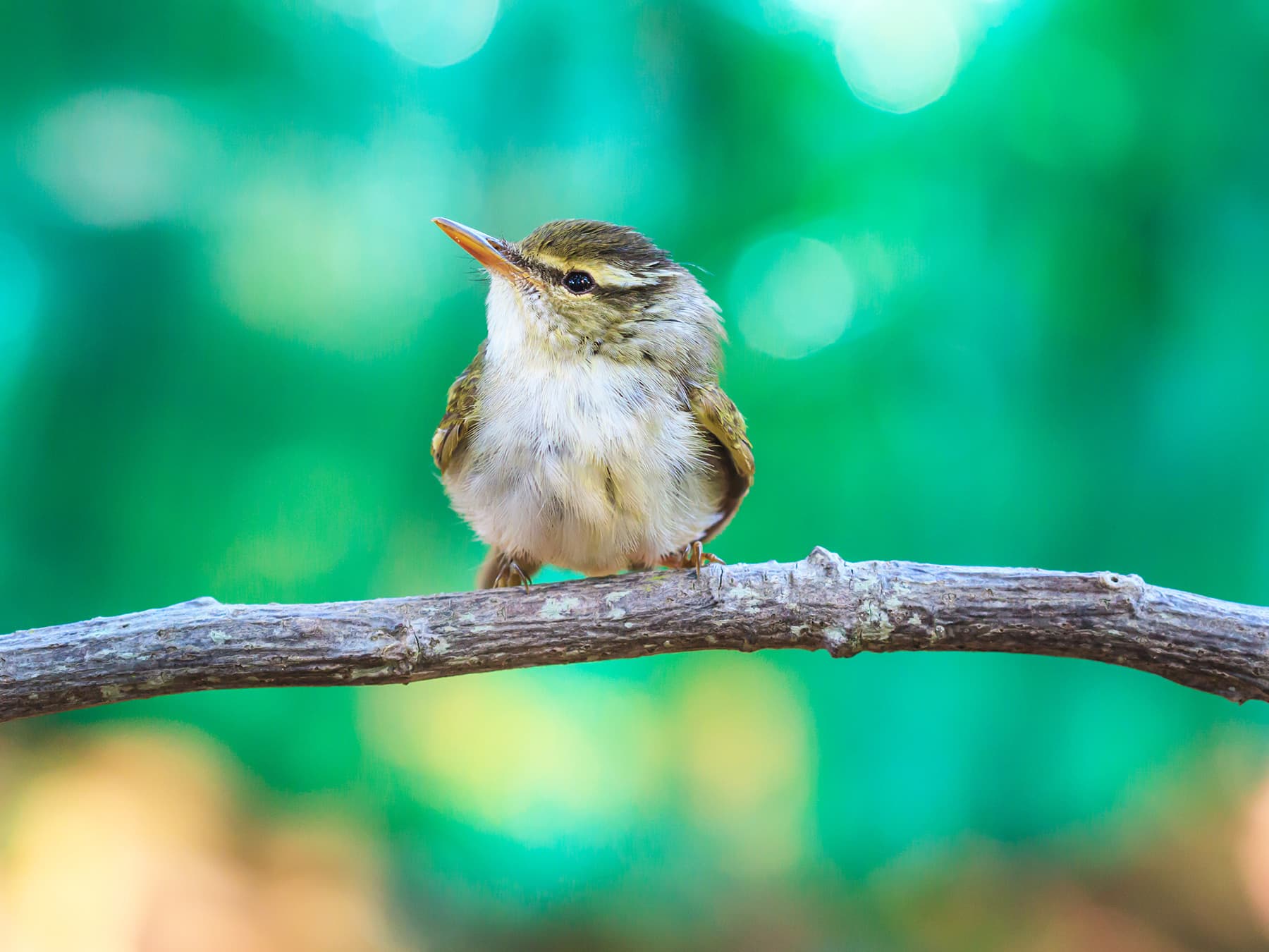 Yellow-browed Warbler perching on a branch