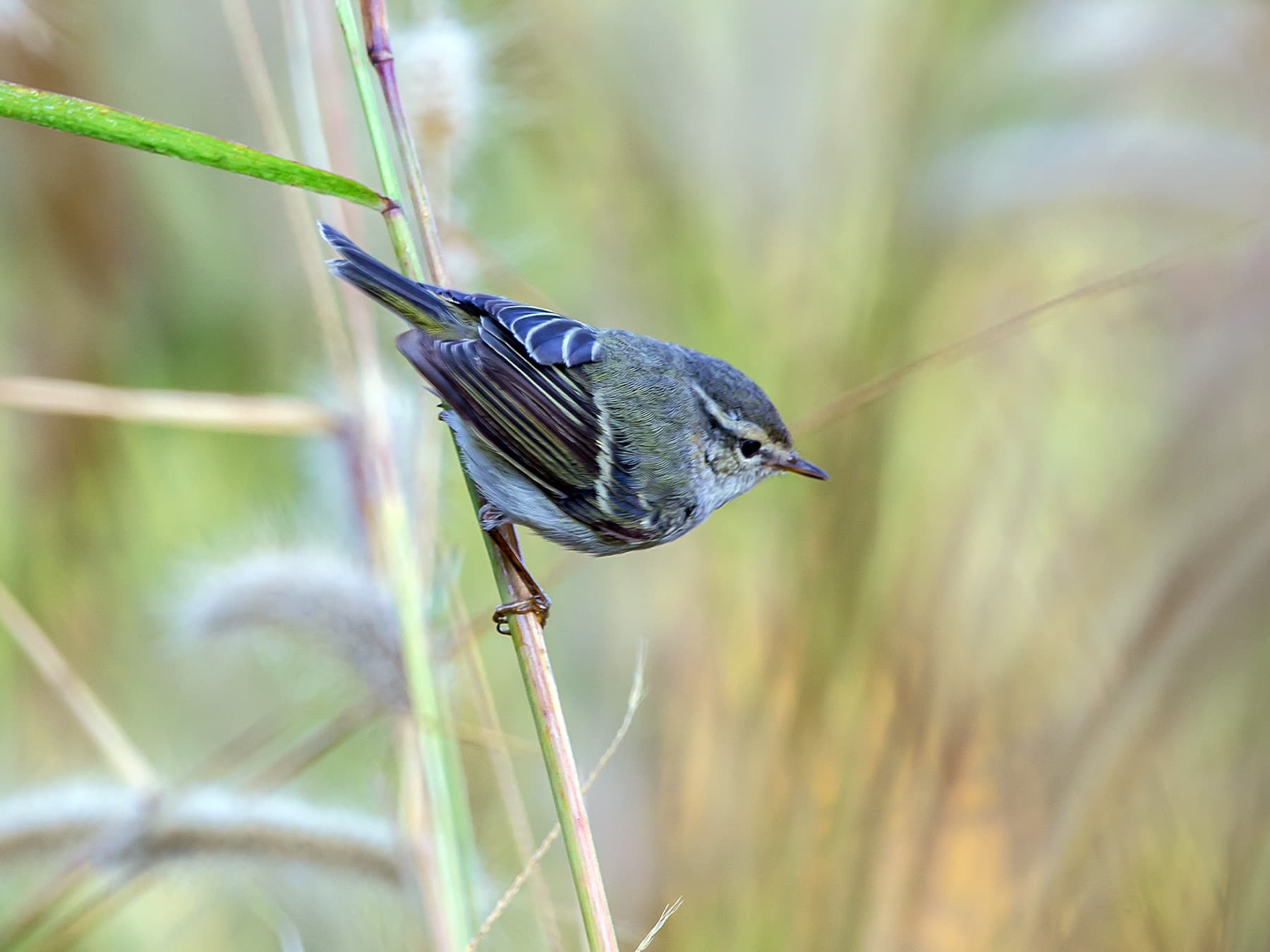 Yellow-browed Warbler perching in vegetation