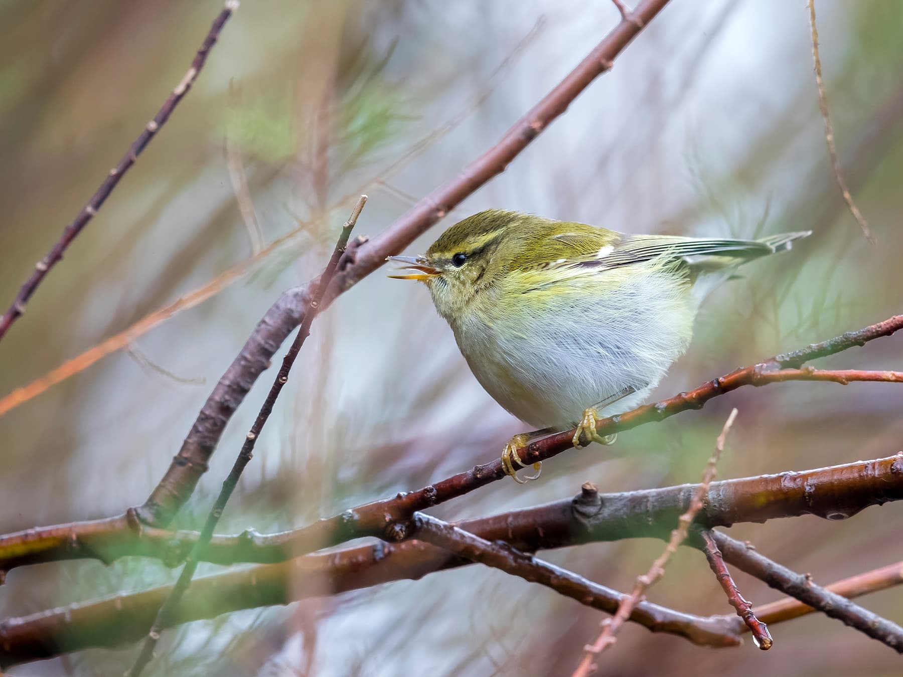 Yellow-browed Warbler singing