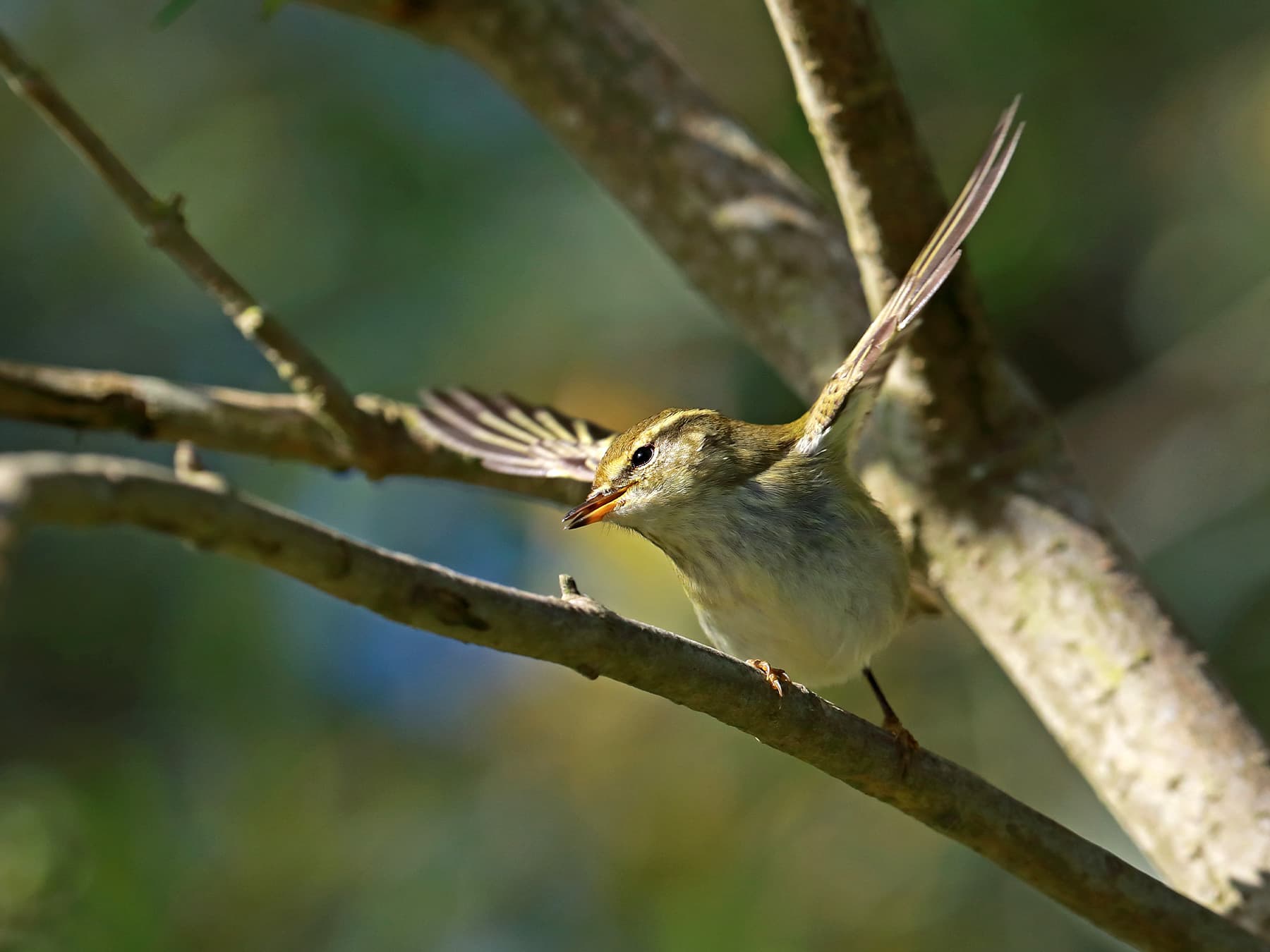 Yellow-browed Warbler taking-off