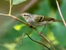 Yellow-browed Warbler