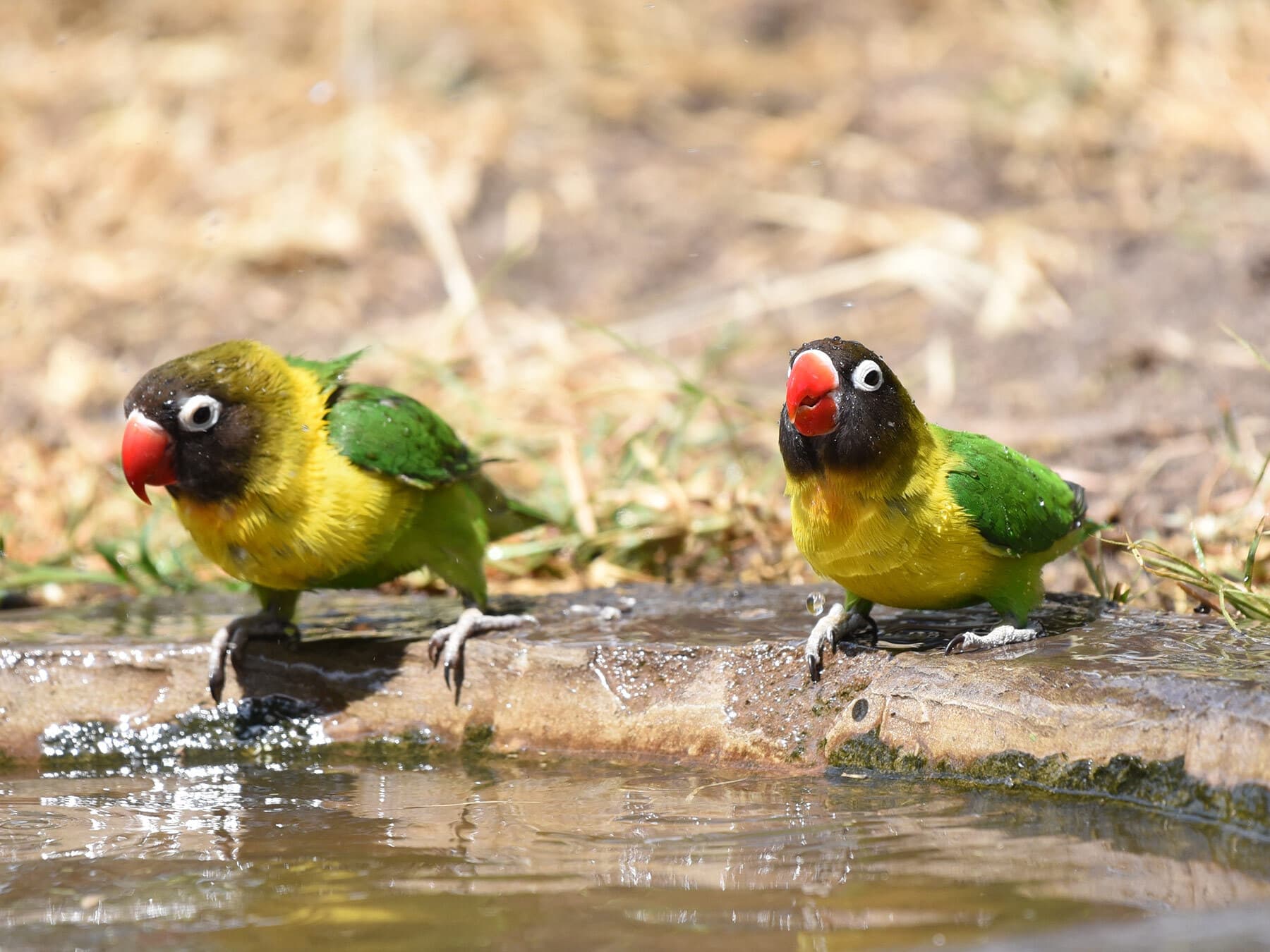 Yellow collared lovebirds drinking