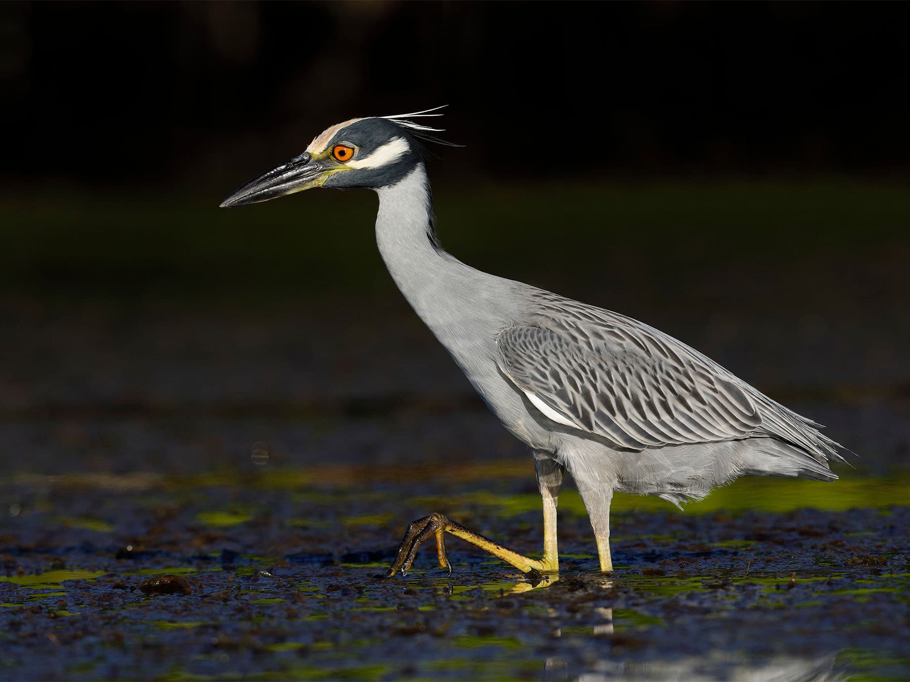 Yellow crowned night heron in lagoon