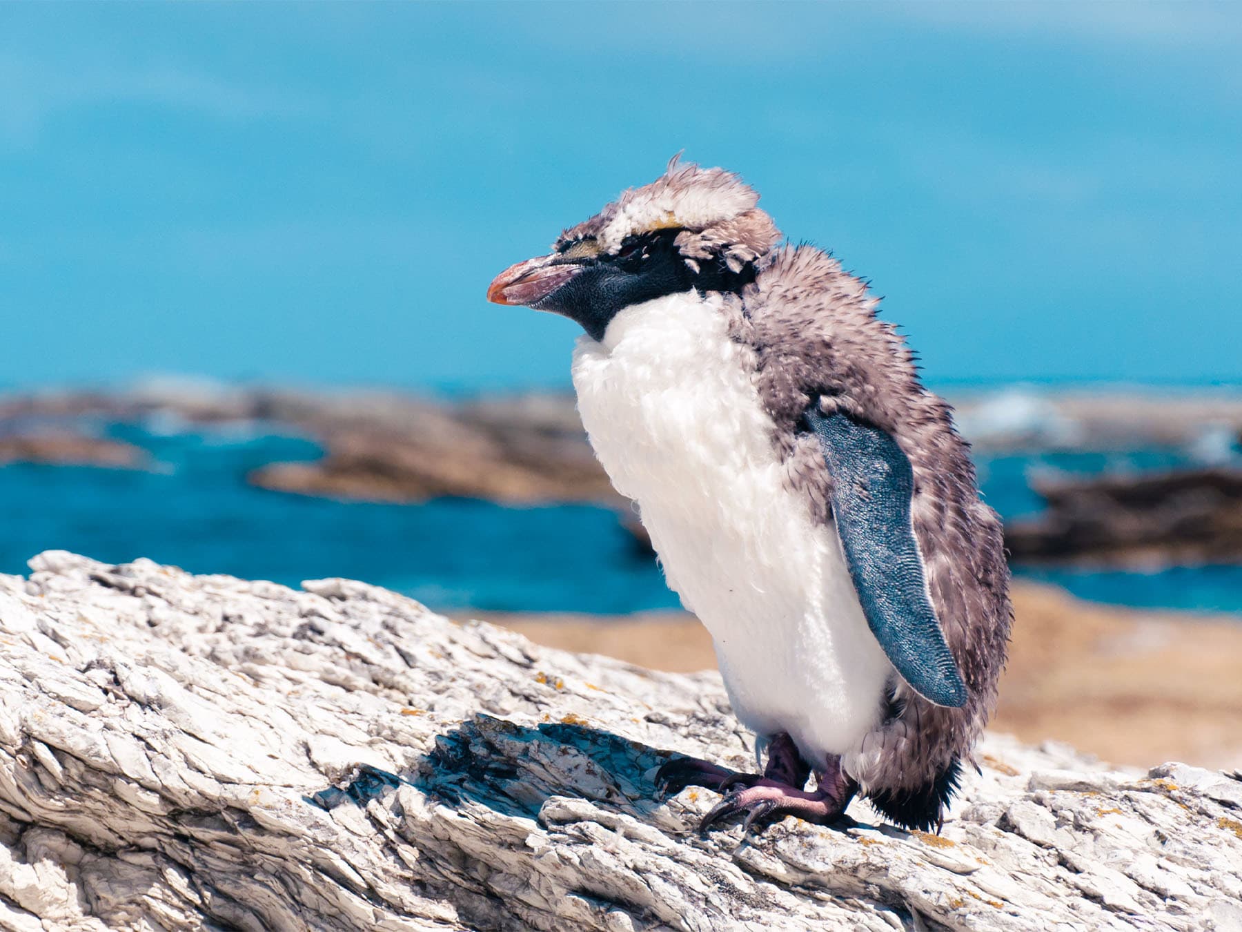 Yellow eyed peguin molting