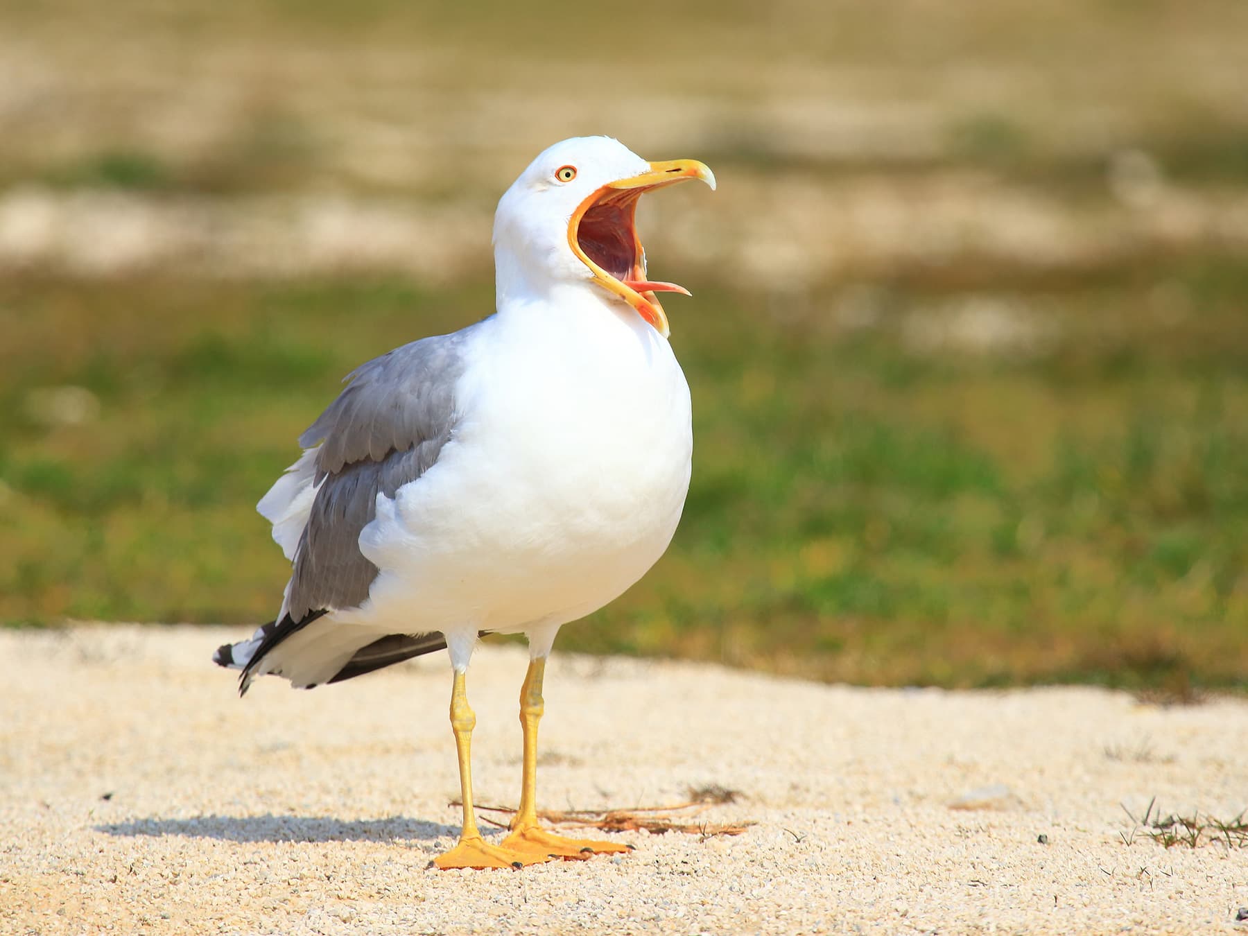 Yellow-legged Gull calling