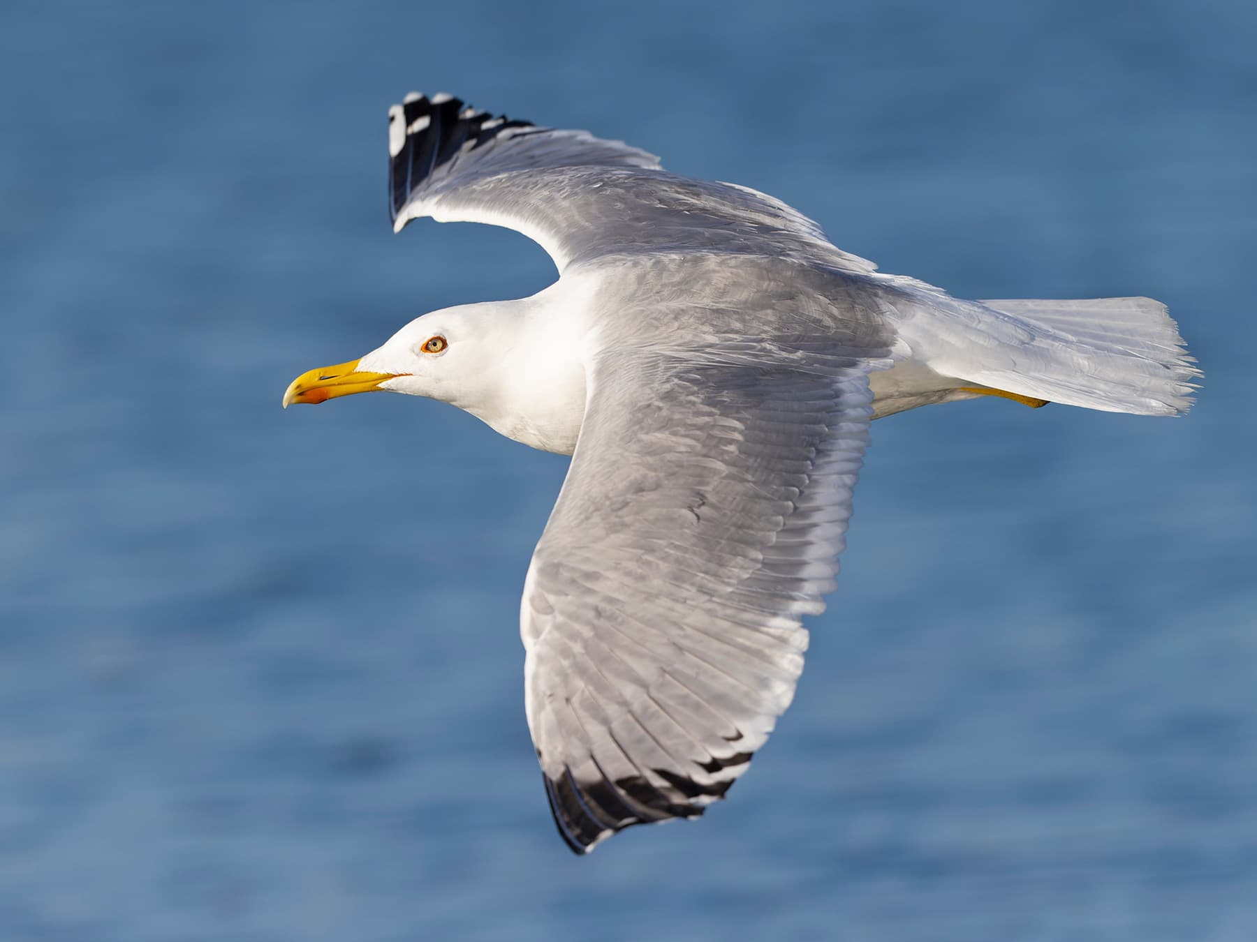Yellow-legged Gull in-flight