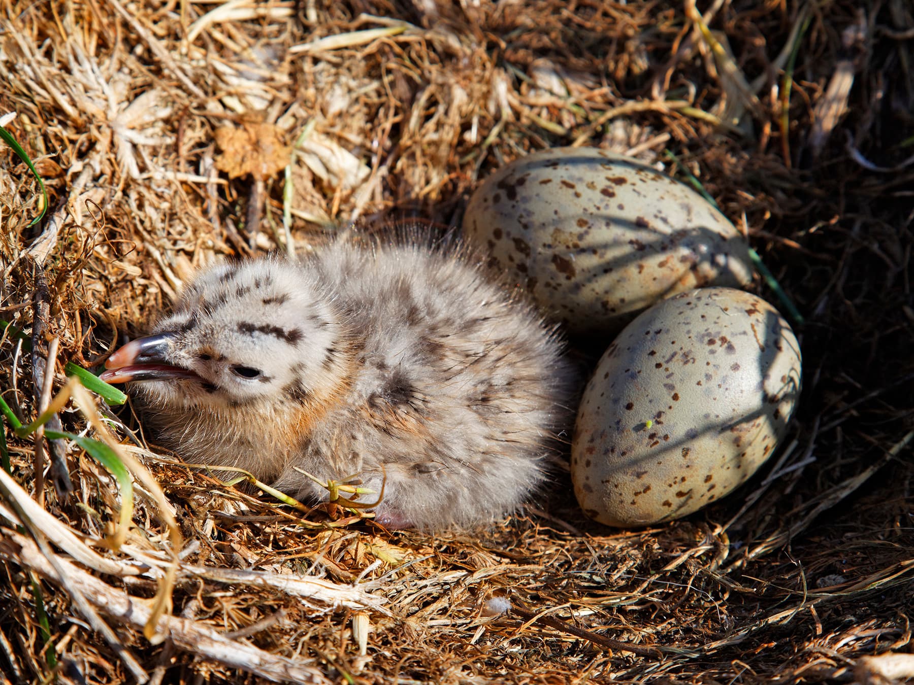 Nest of a Yellow-legged Gull with one chick and two eggs