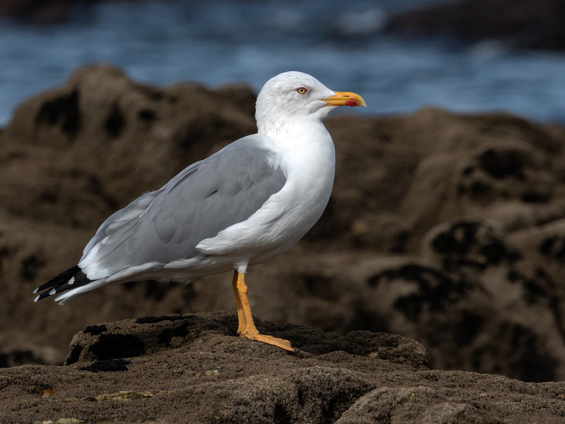 Yellow-legged Gull on the rocks