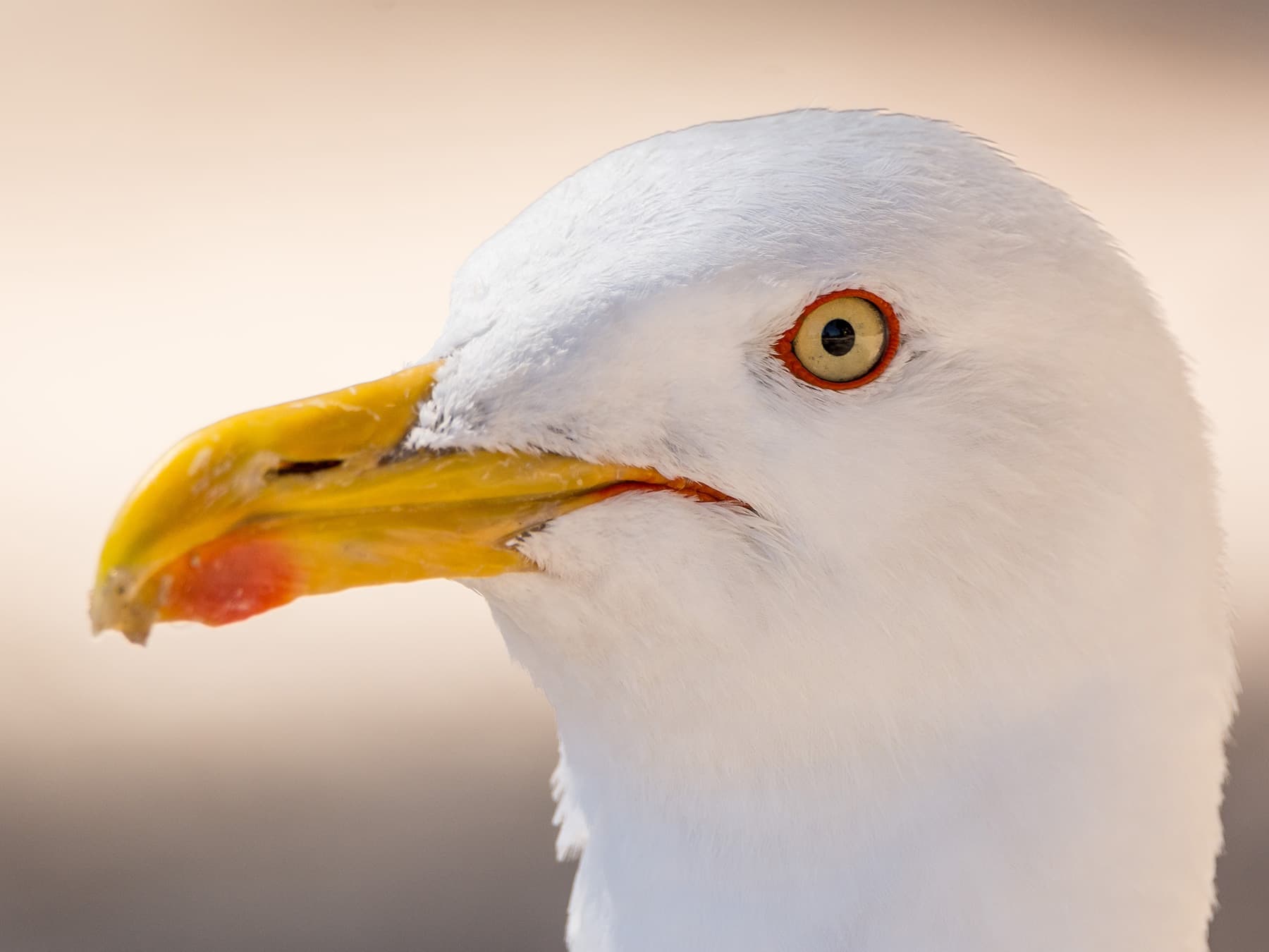 Profile of a Yellow-legged Gull
