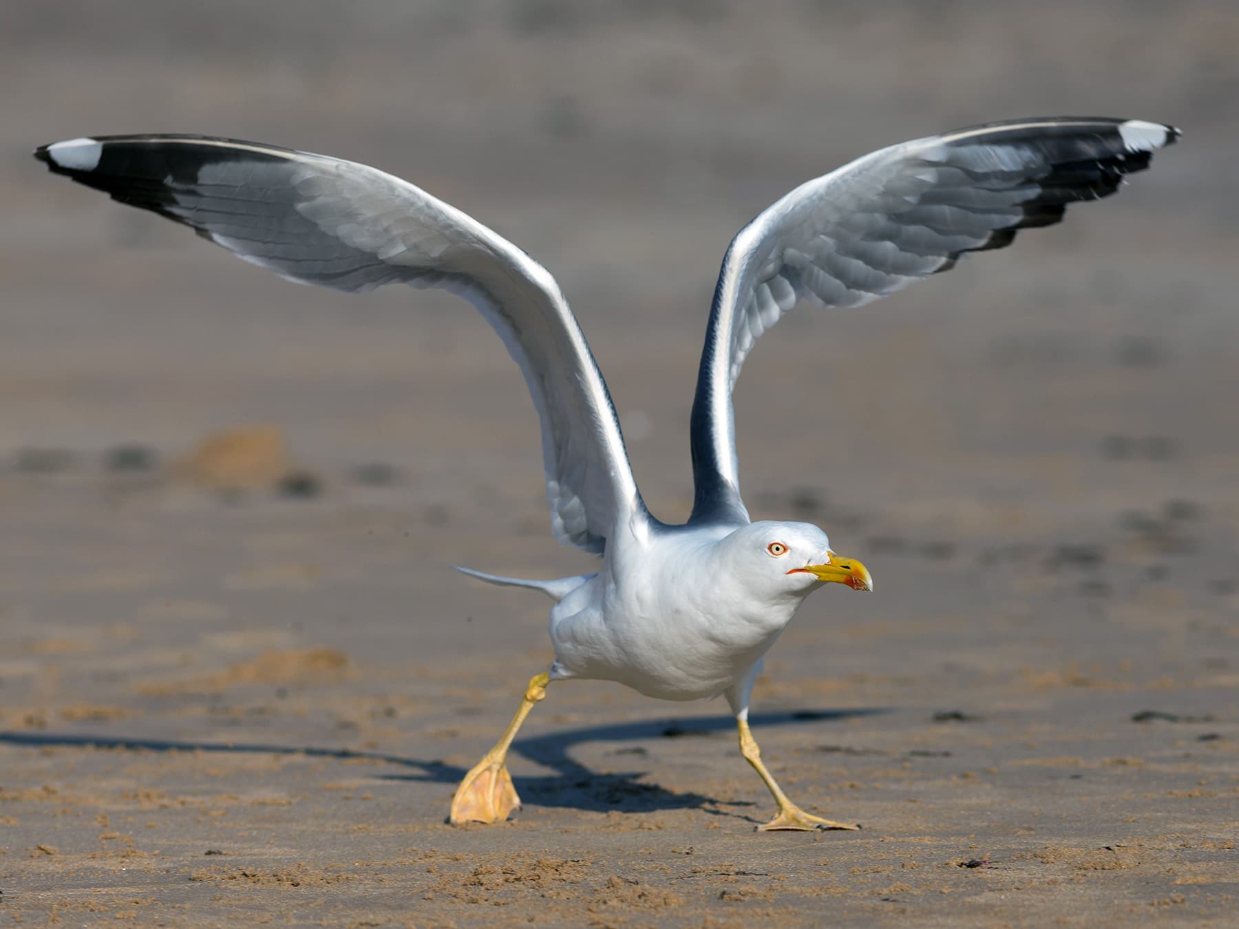 Yellow-legged Gull taking off from the beach