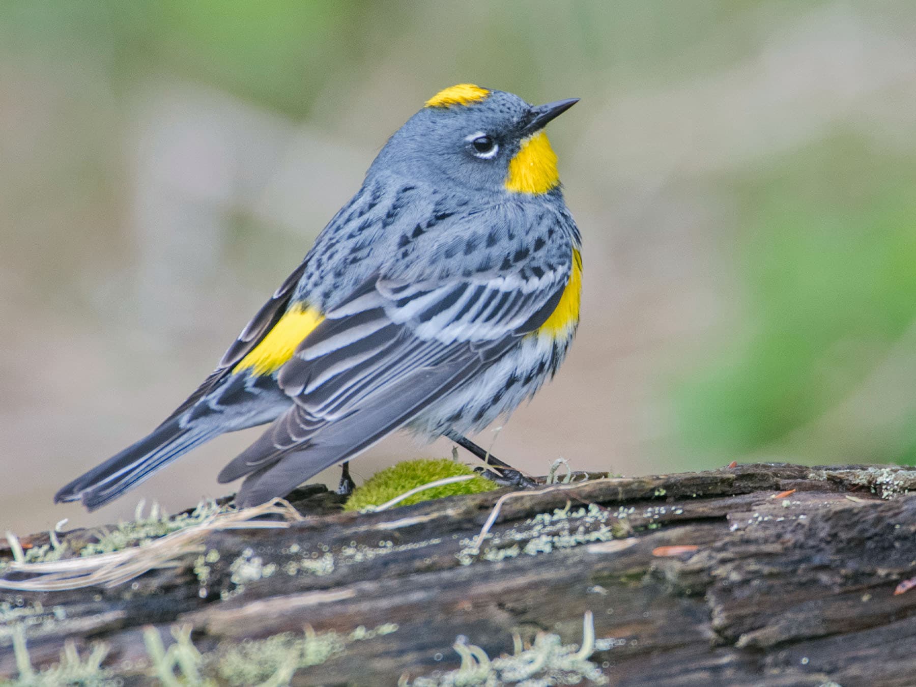 Yellow-rumped Warbler (Audubons) perching on a fallen branch