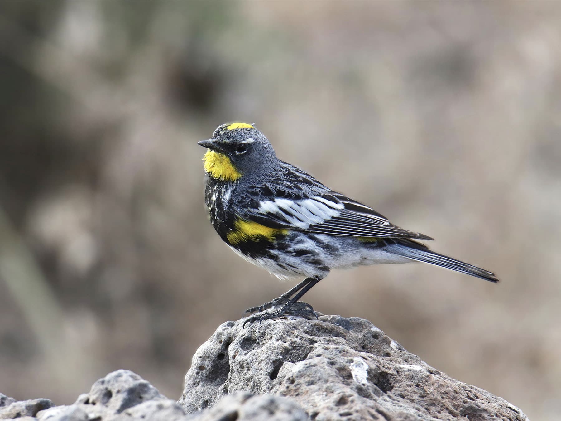 Yellow-rumped Warbler (Audubons) perching on top of a rock