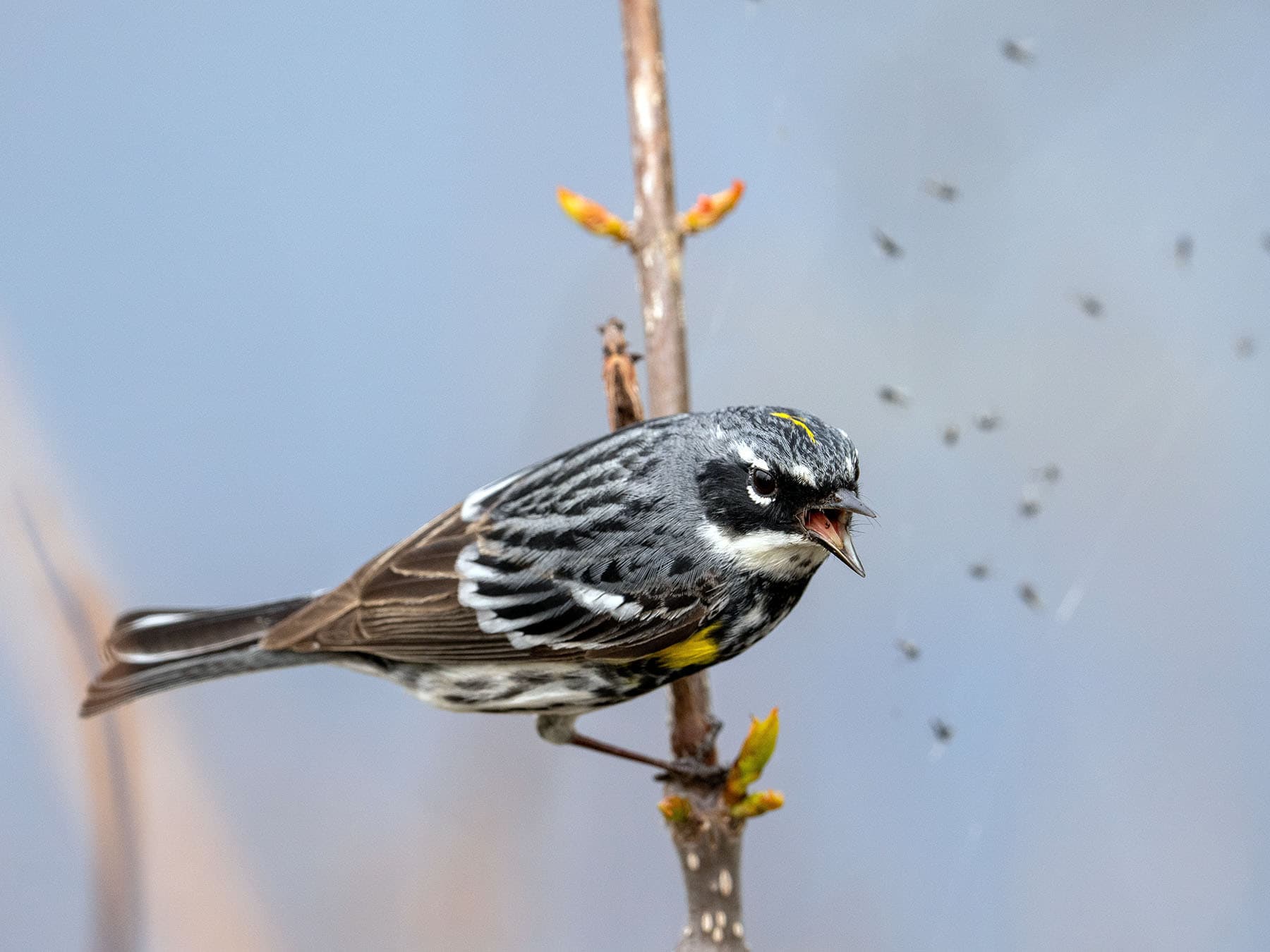 Yellow-rumped Warbler perching on branch calling out