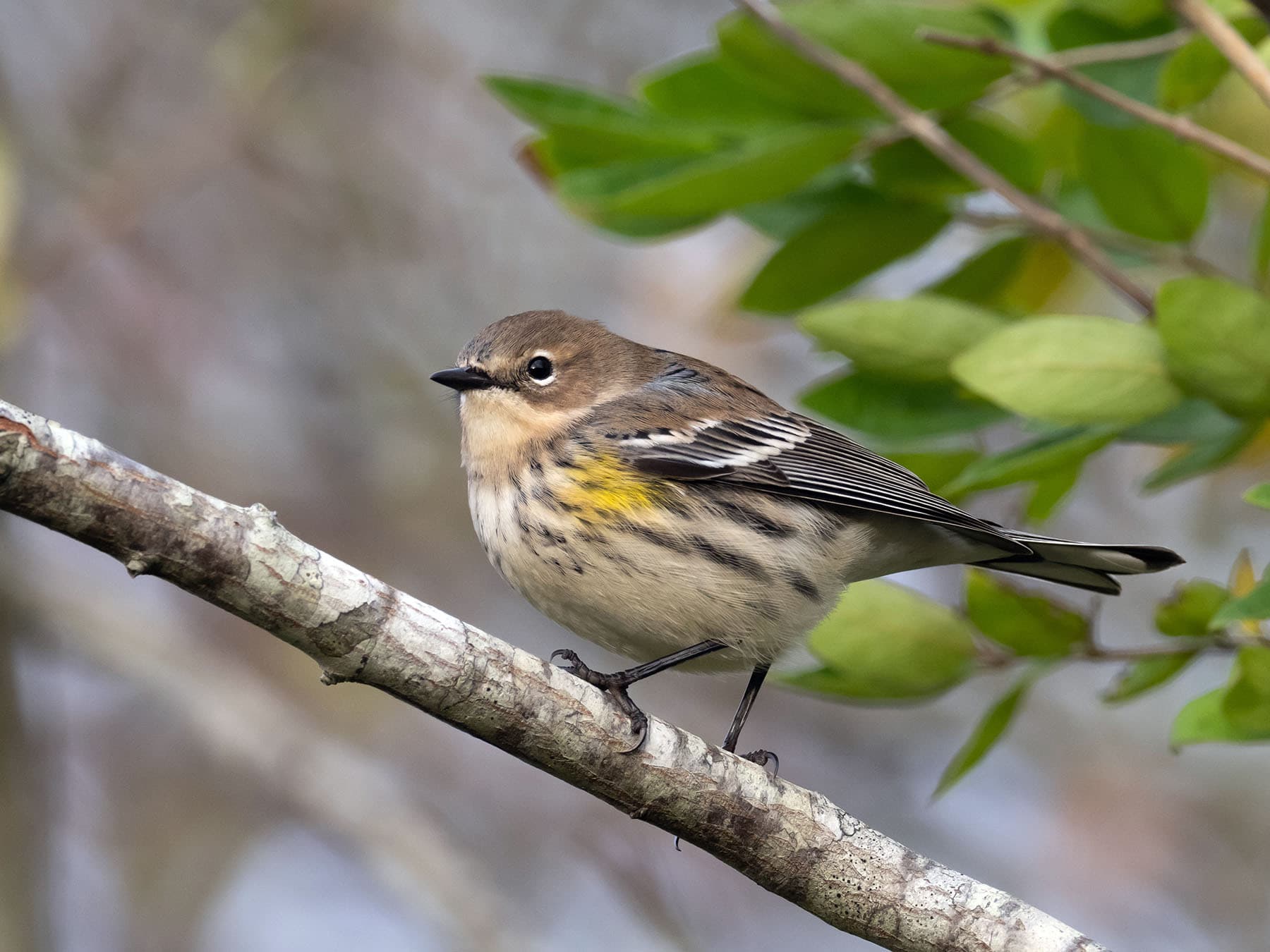 Yellow-rumped Warbler in non-breeding plumage during the fall