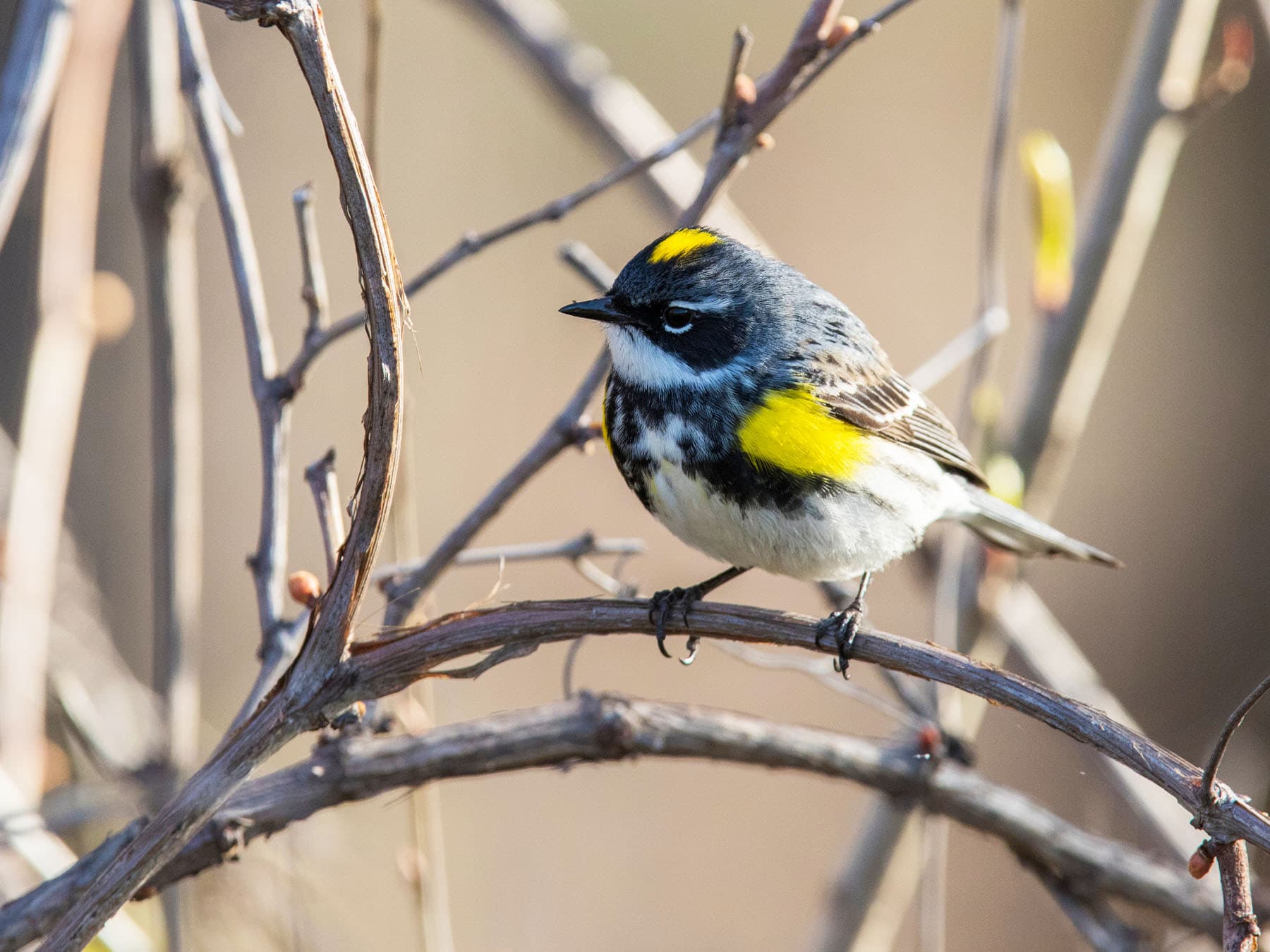 Yellow-rumped Warbler perched on a branch