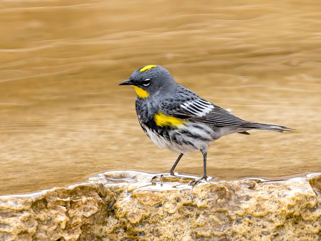 Yellow-rumped Warbler | Birdfact