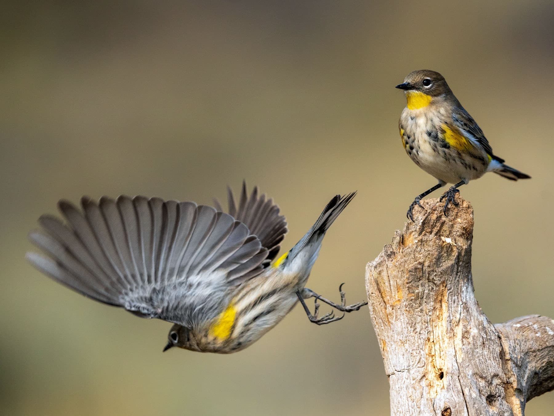 Two Yellow-rumped Warblers - one flying of the tree stump