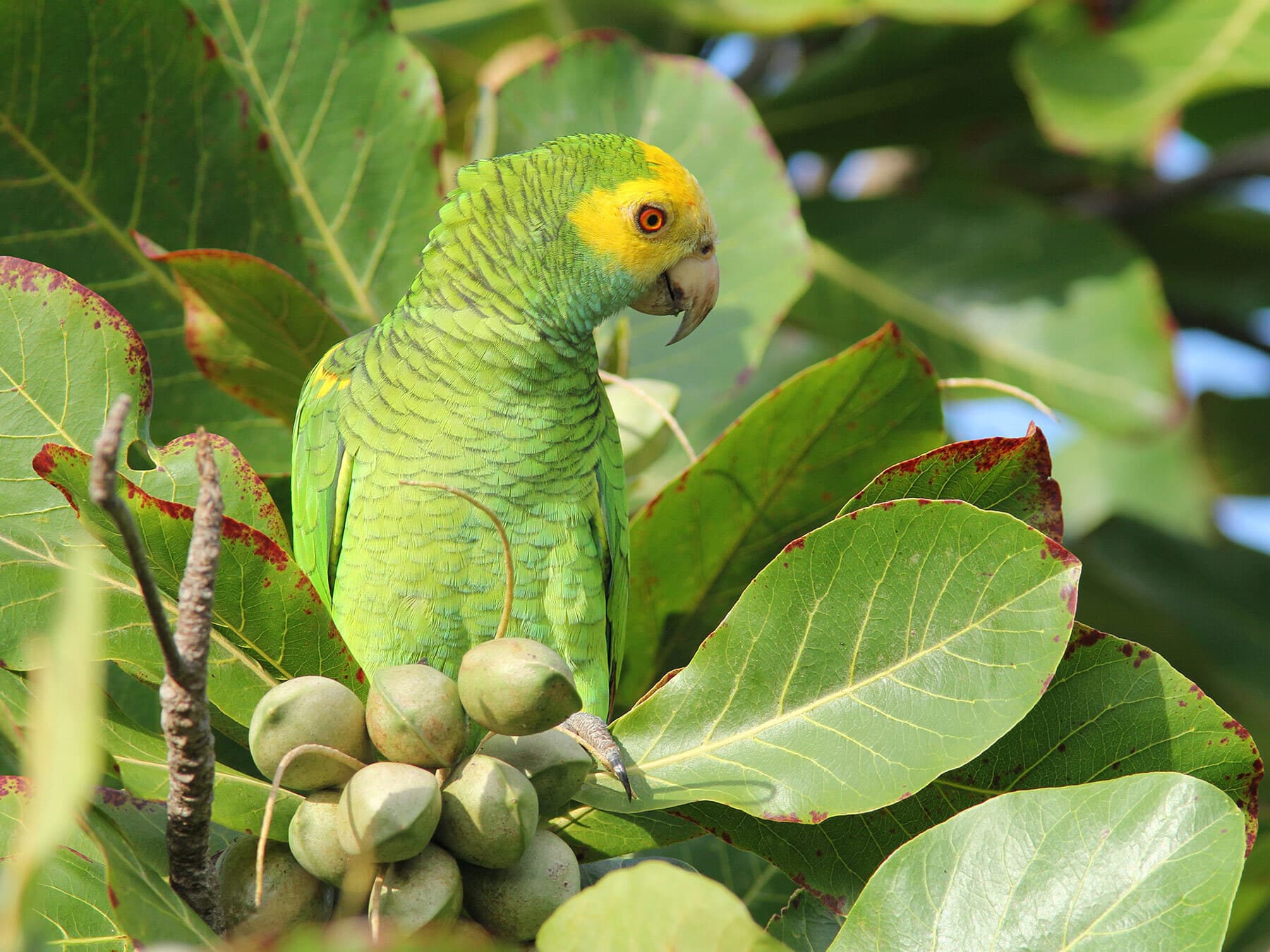 Yellow shouldered parrot