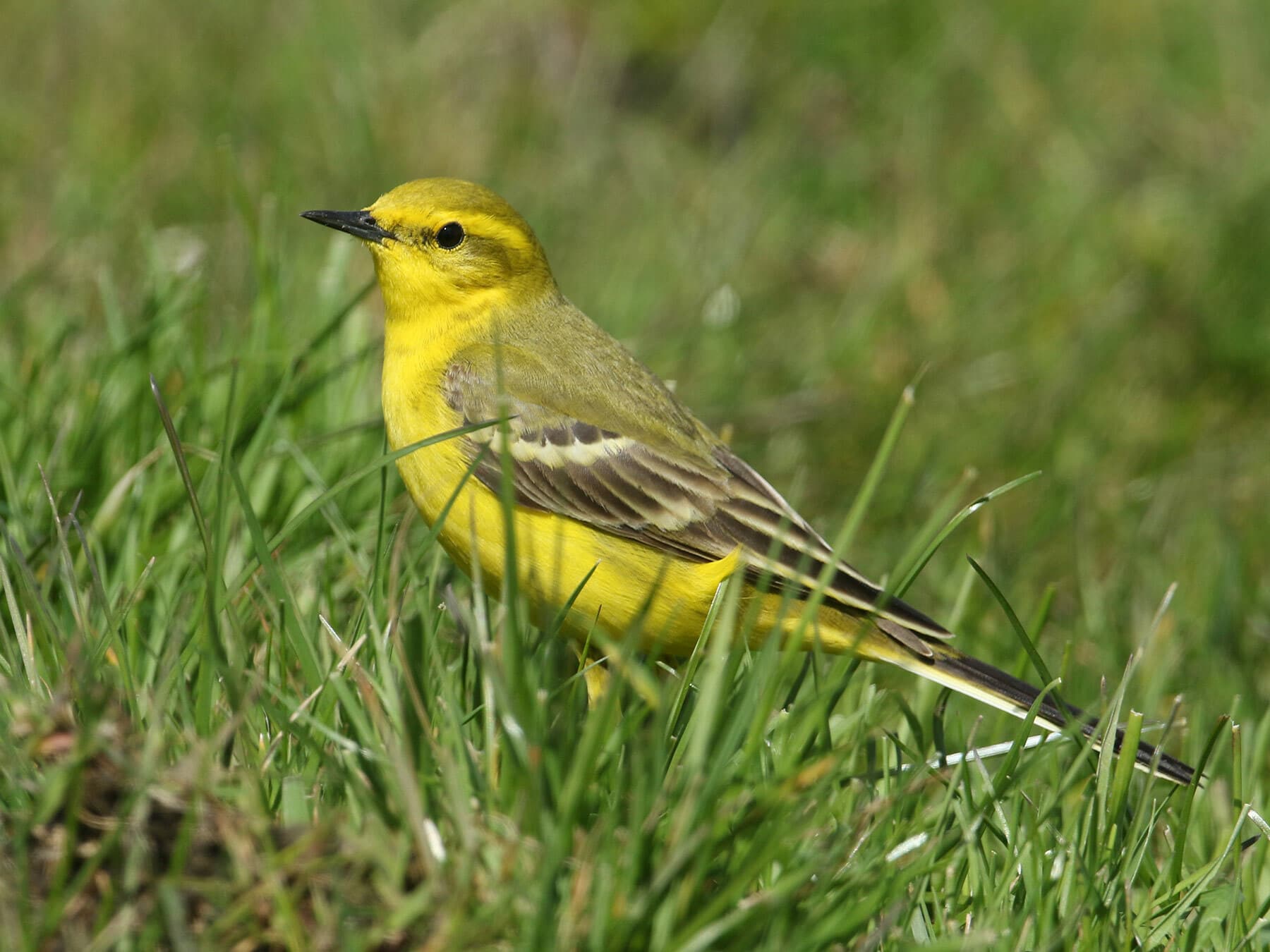 Yellow wagtail 2