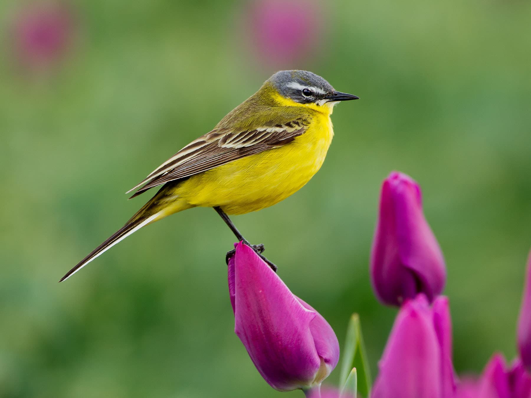 Close up of a Yellow Wagtail perched on a tulip