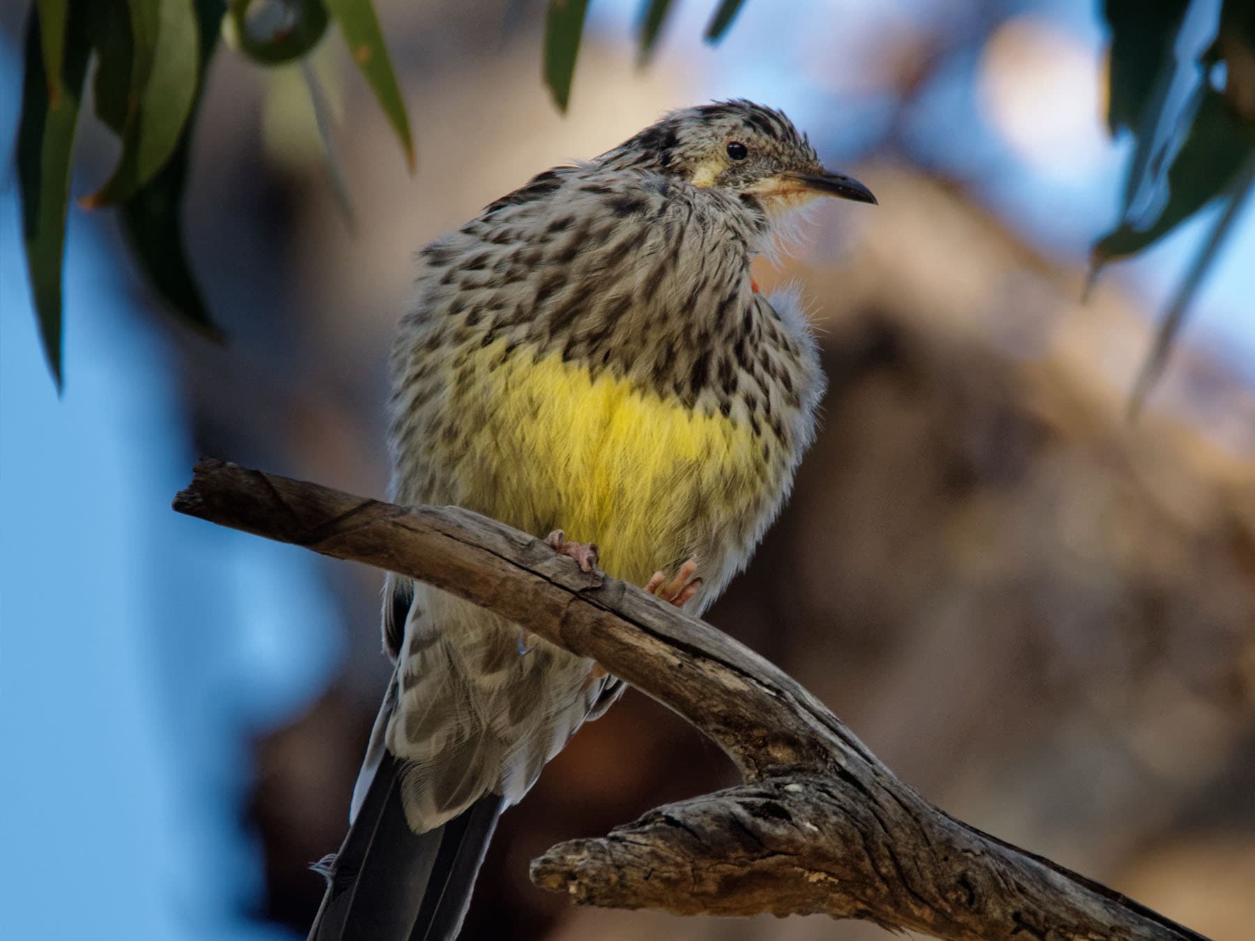 Also known as the Tasmanian Wattlebird