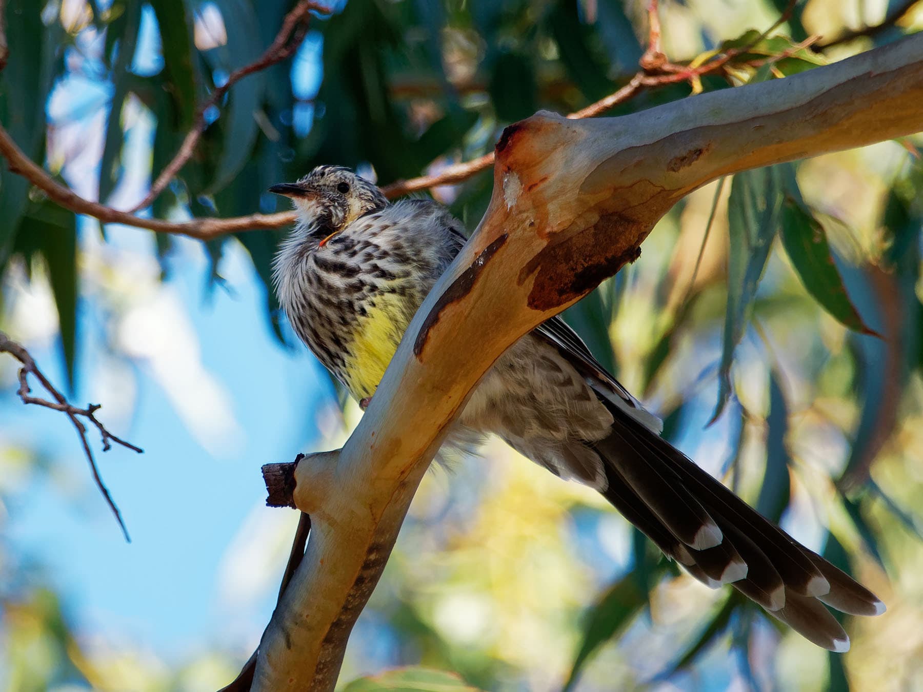 Yellow Wattlebird in a tree