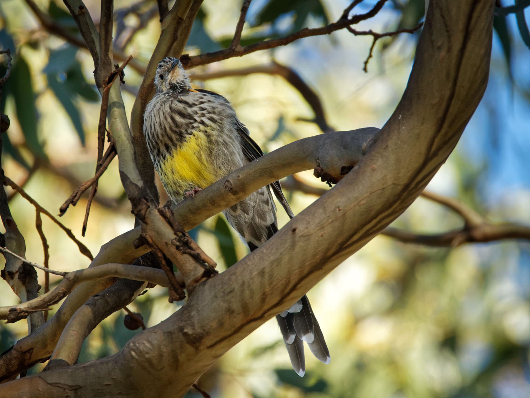 Yellow Wattlebird perching on a branch