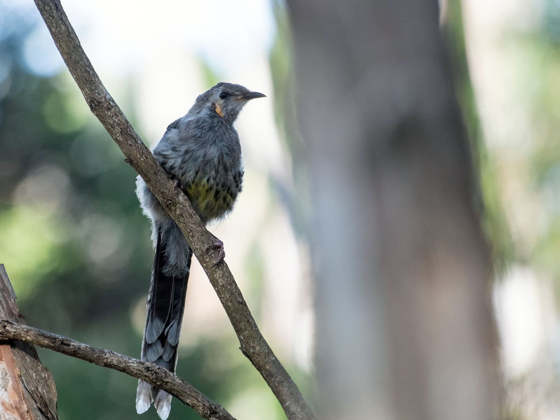 Yellow Wattlebird perching in a tree