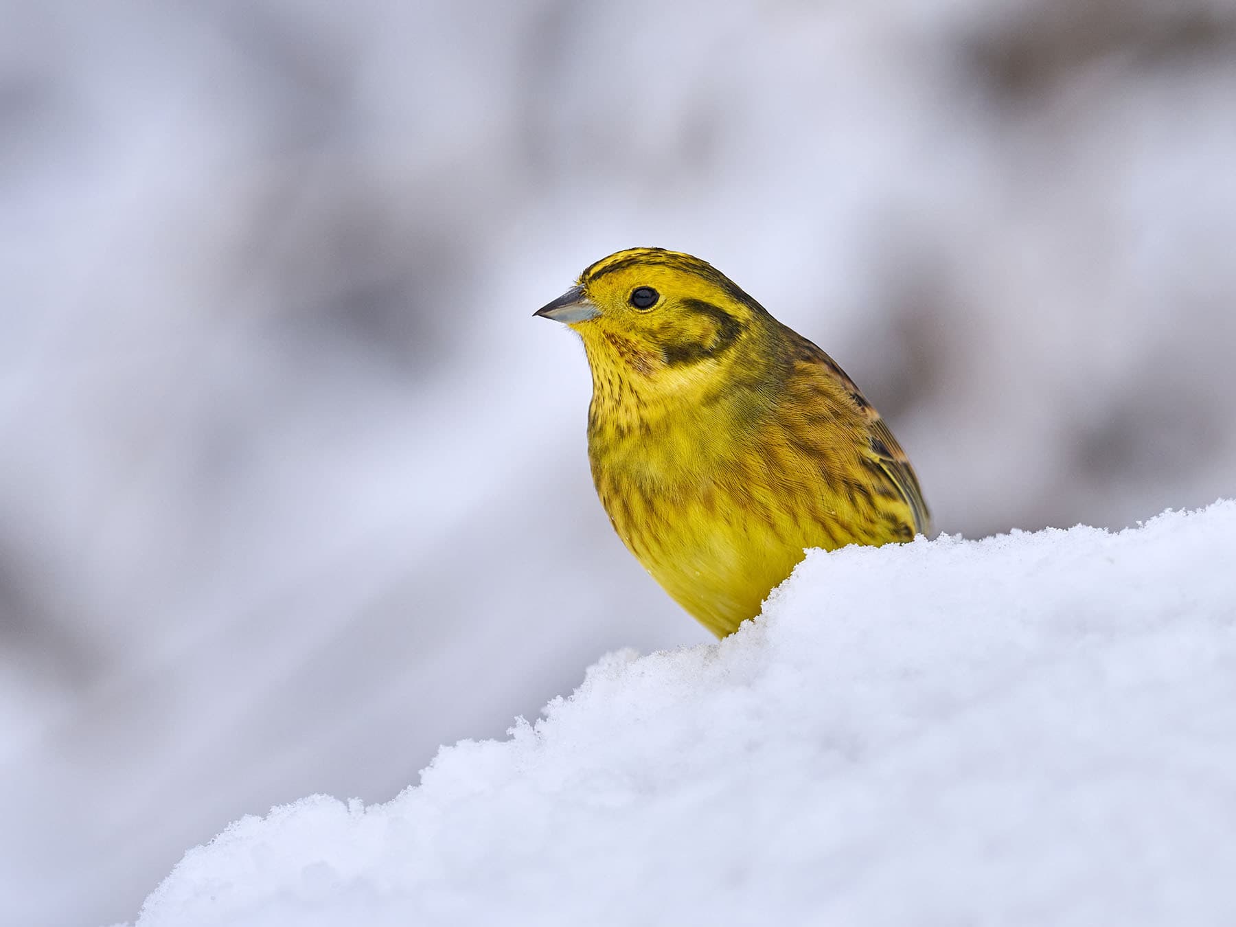 Yellowhammer in the snow