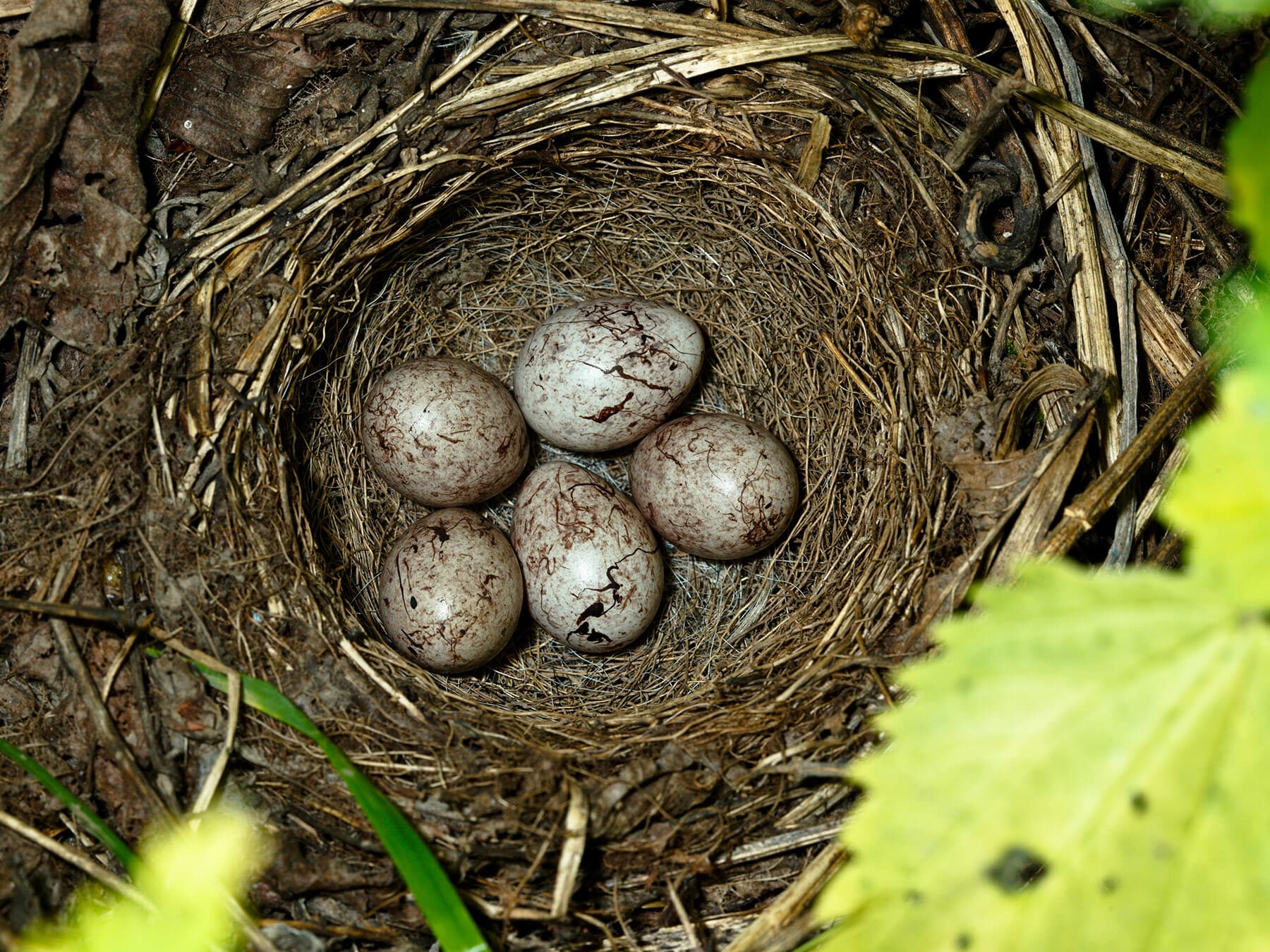 Yellowhammer nest and eggs