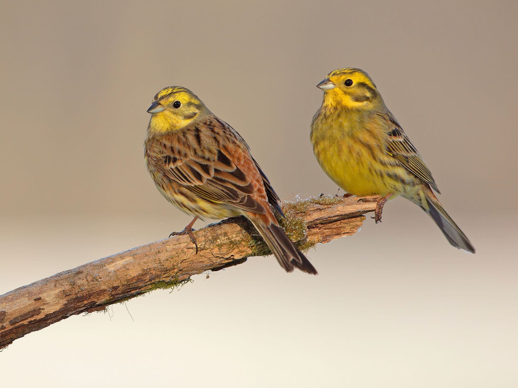 A pair of Yellowhammers perched on a branch