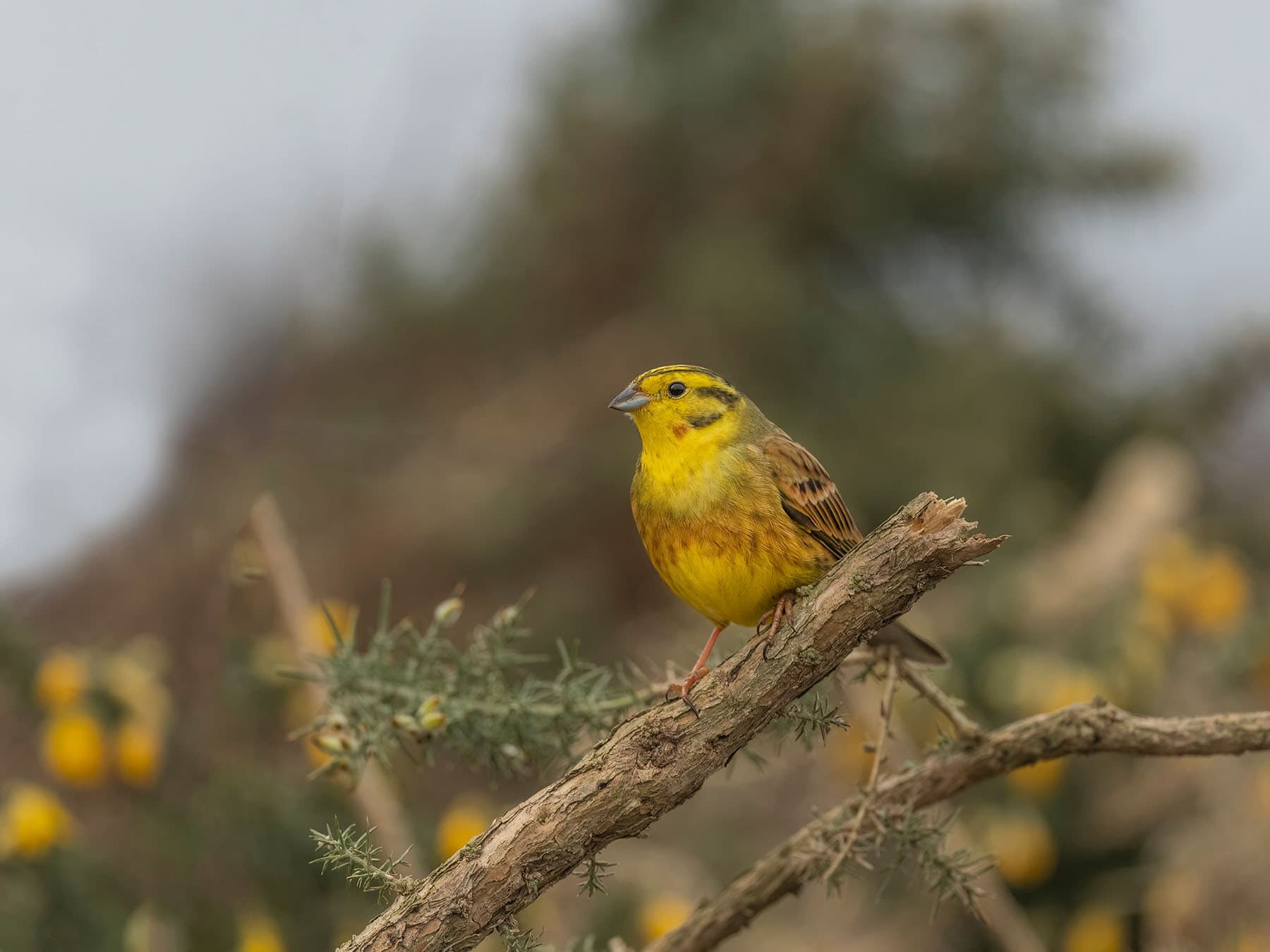 Arable farmland is one of the best places to see Yellowhammers