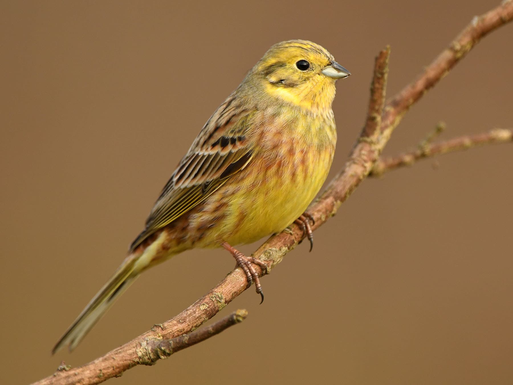 Close up of a perched Yellowhammer