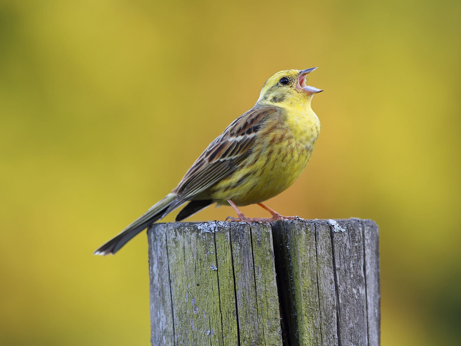 Yellowhammers are extremely vocal, and their distinctive song is familiar to many