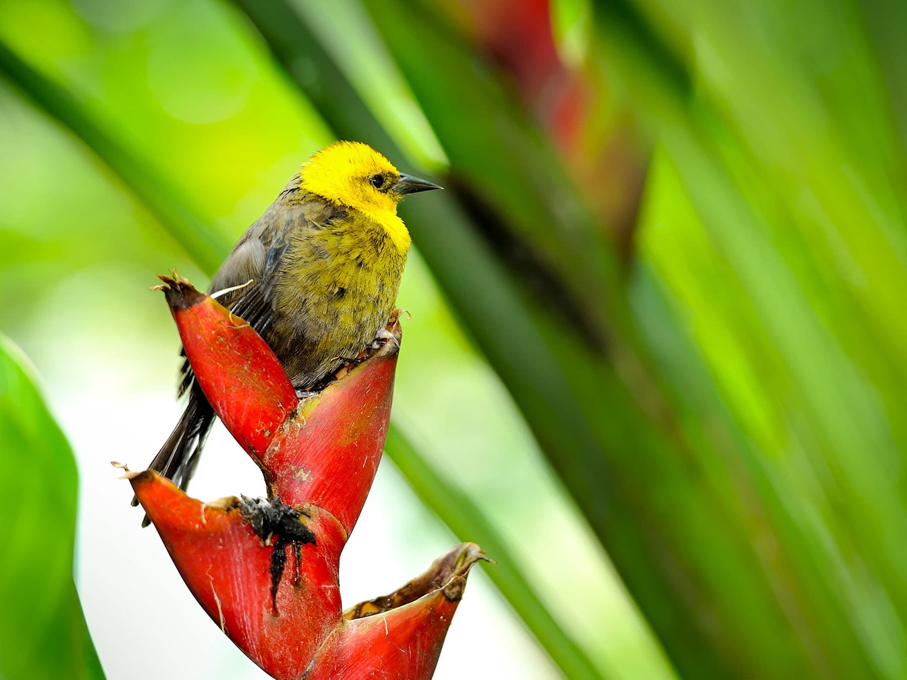 Yellowhead perching on a Heliconia Flower