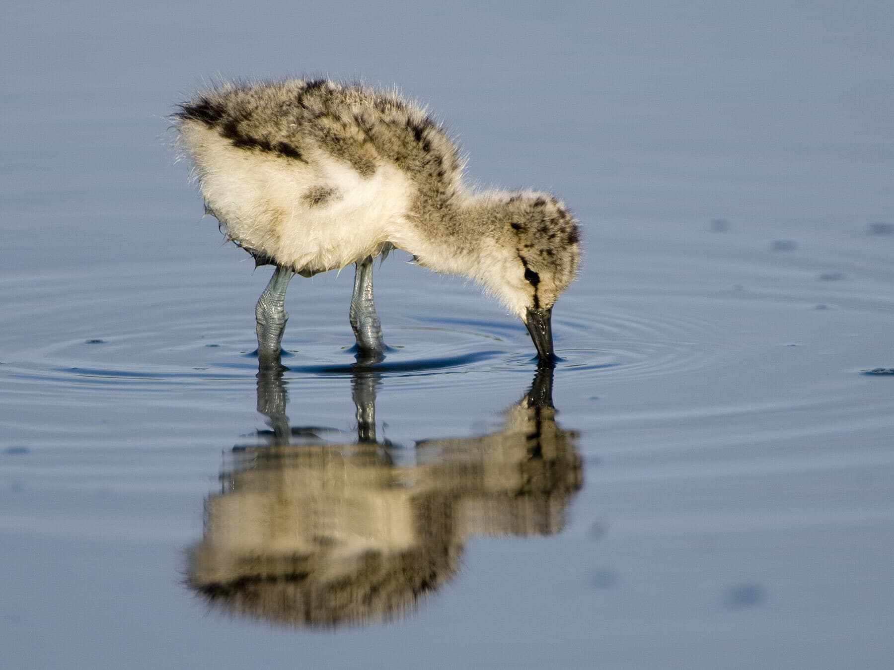 Juvenile Avocet