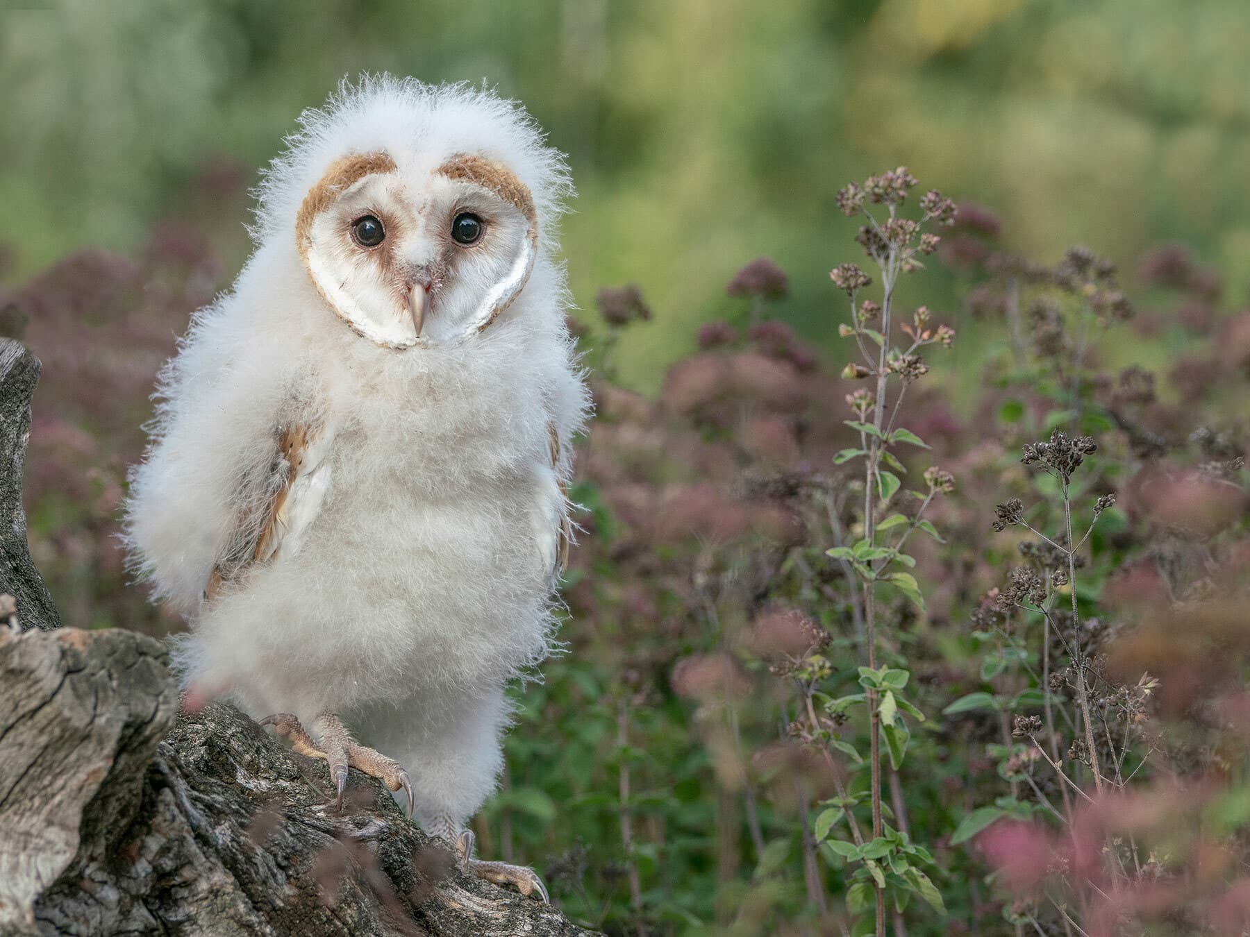 Young Barn Owl