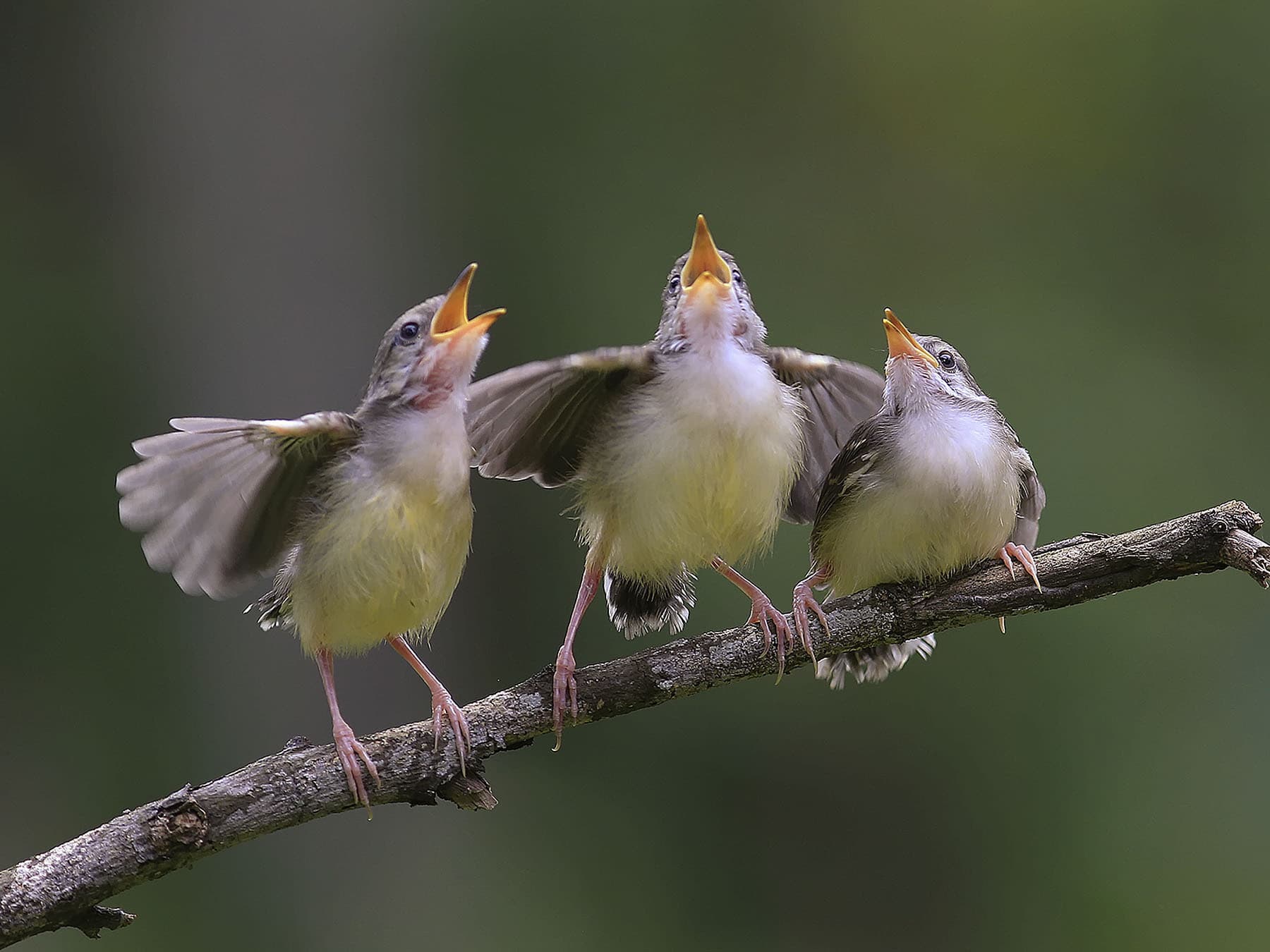 Young birds singing