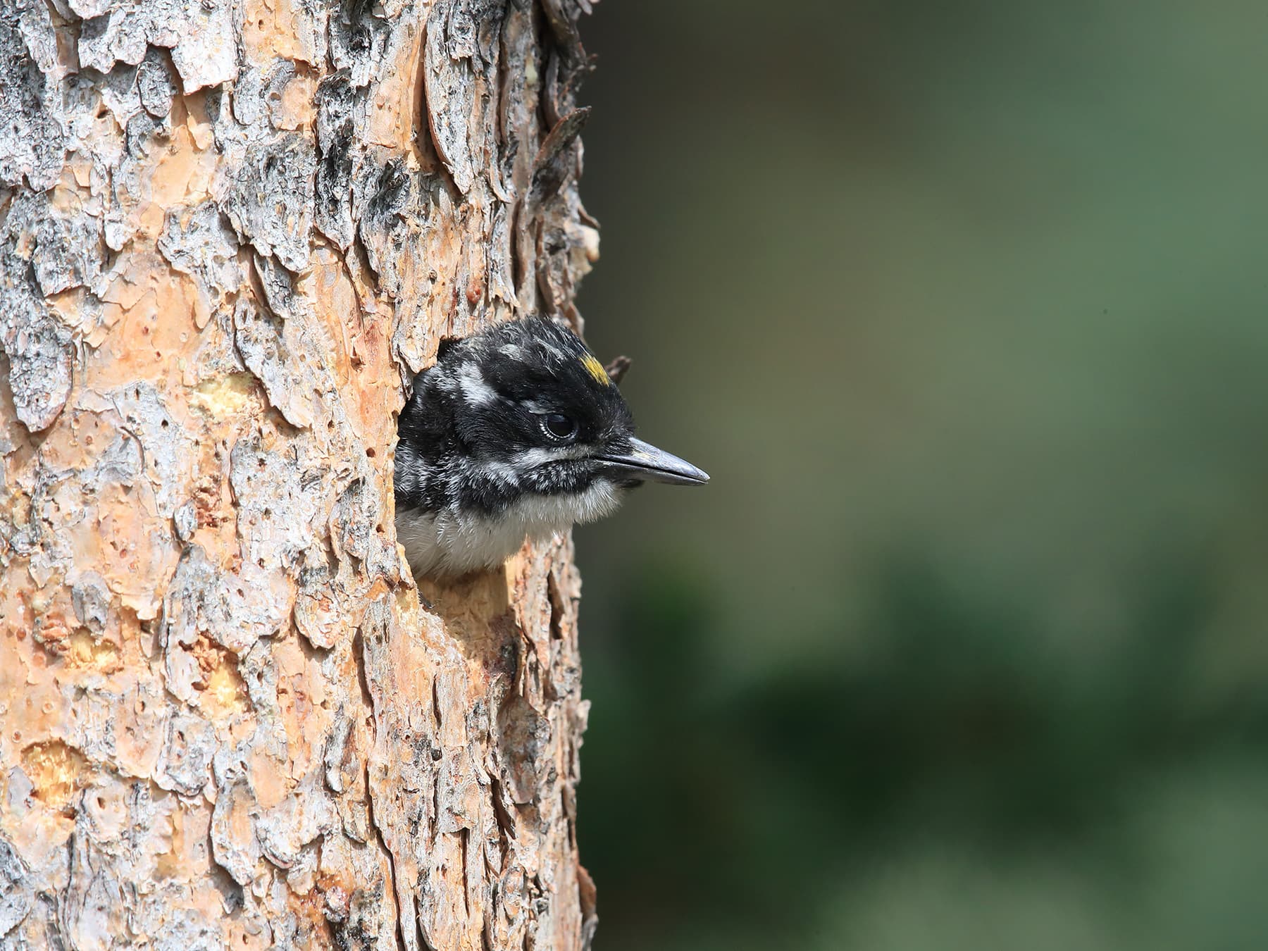 Young Black-backed Woodpecker at nest waiting for food