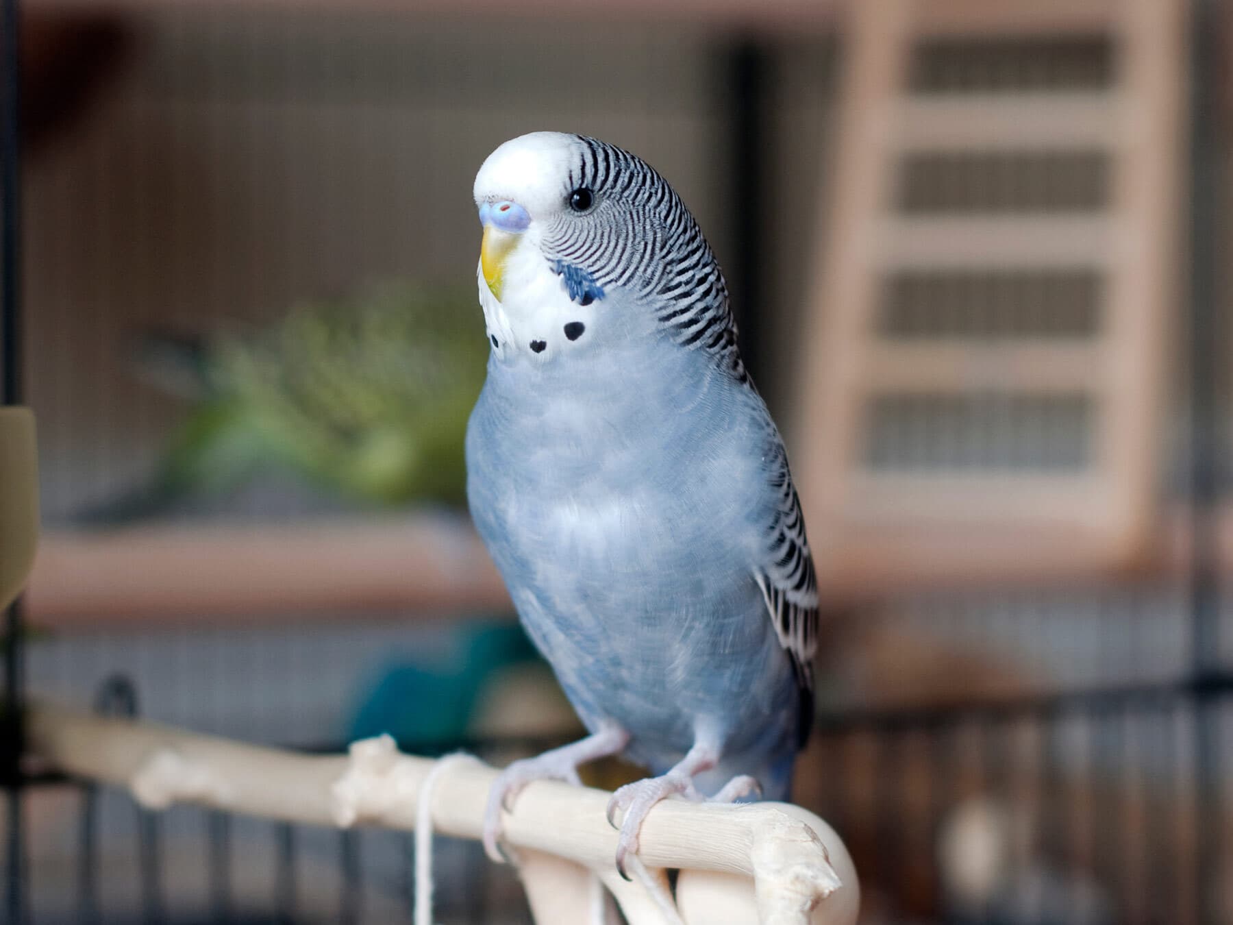 Young budgie