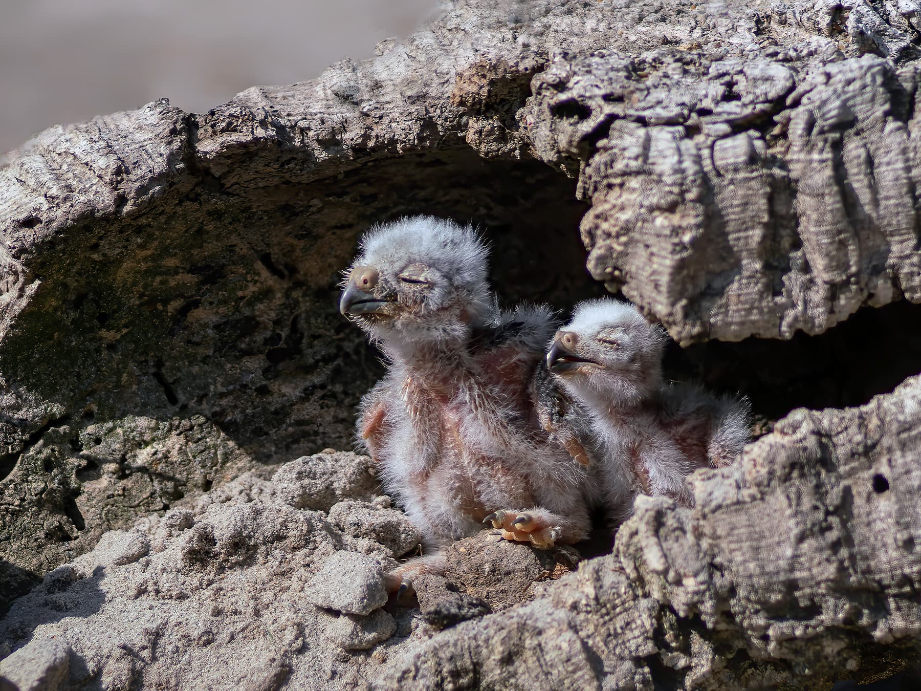 Two young Burrowing Owlets