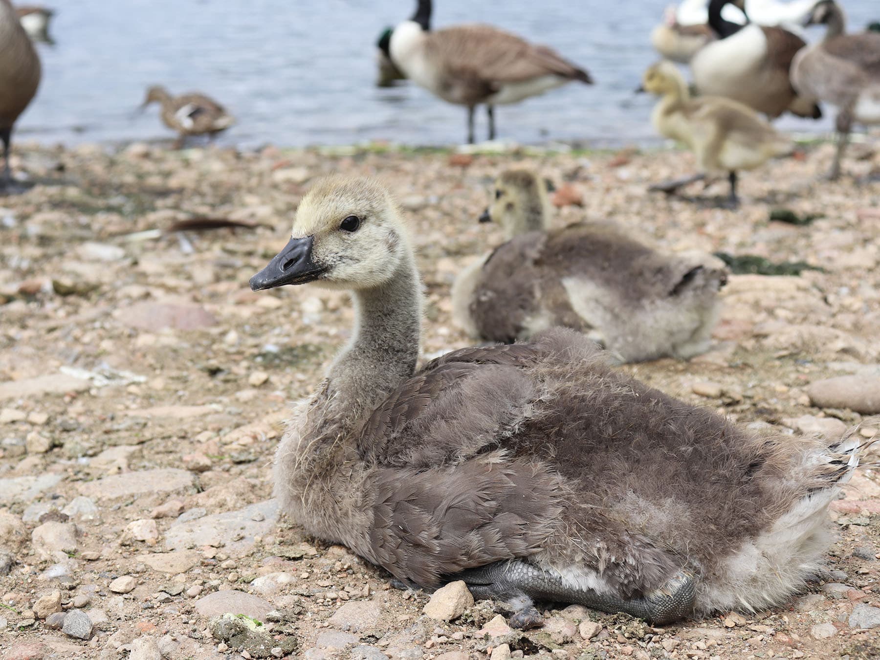 Canada Goose Nesting (Location, Eggs + Behavior) | Birdfact