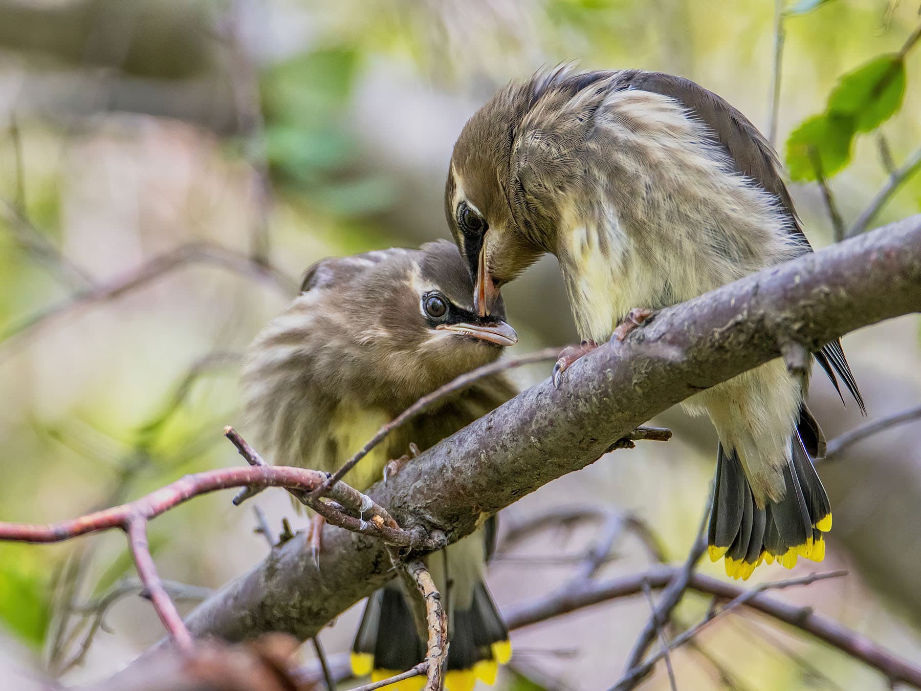 Recently fledged Cedar Waxwing chicks