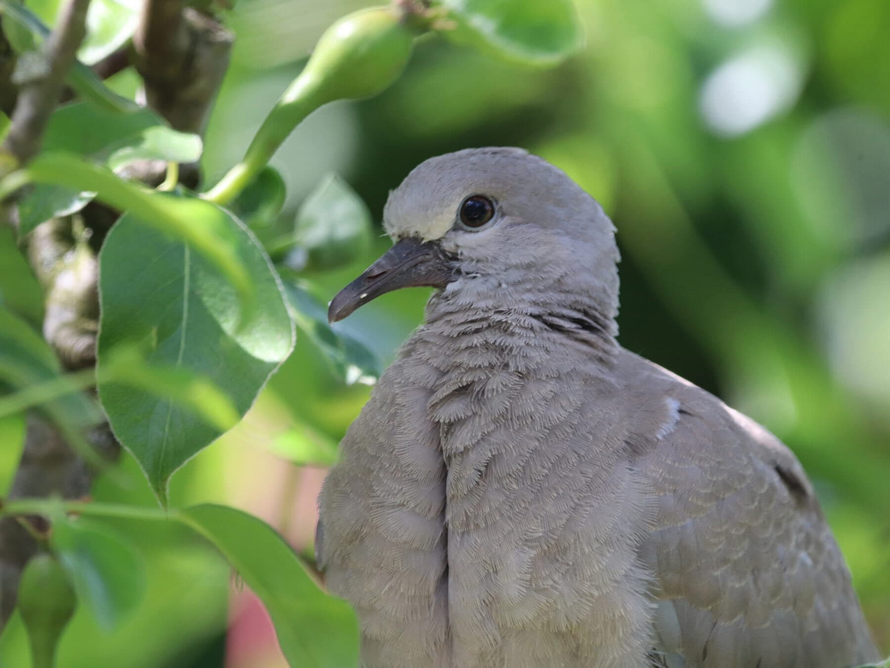 A young (juvenile) Collared Dove