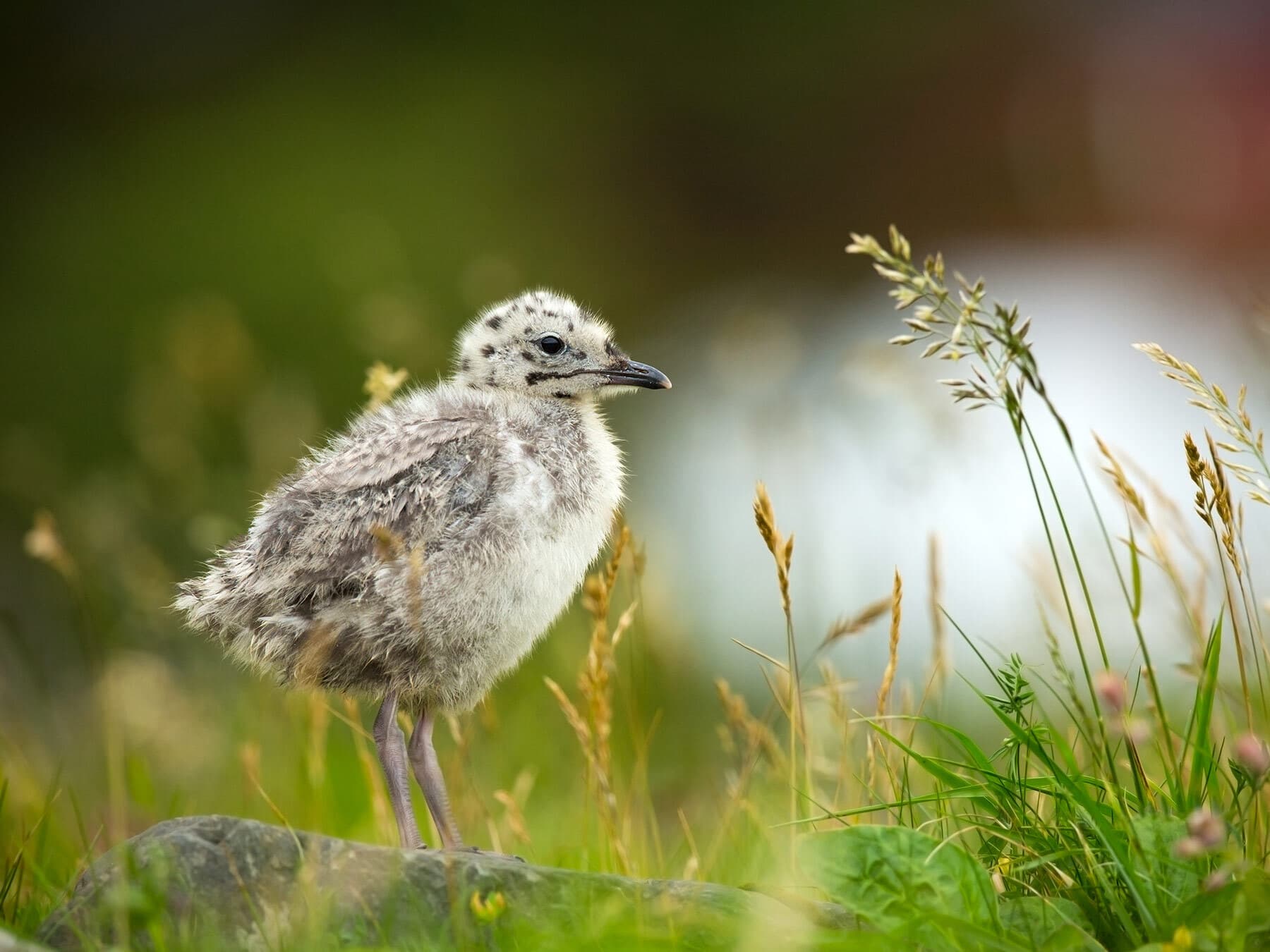 Common Gull chick