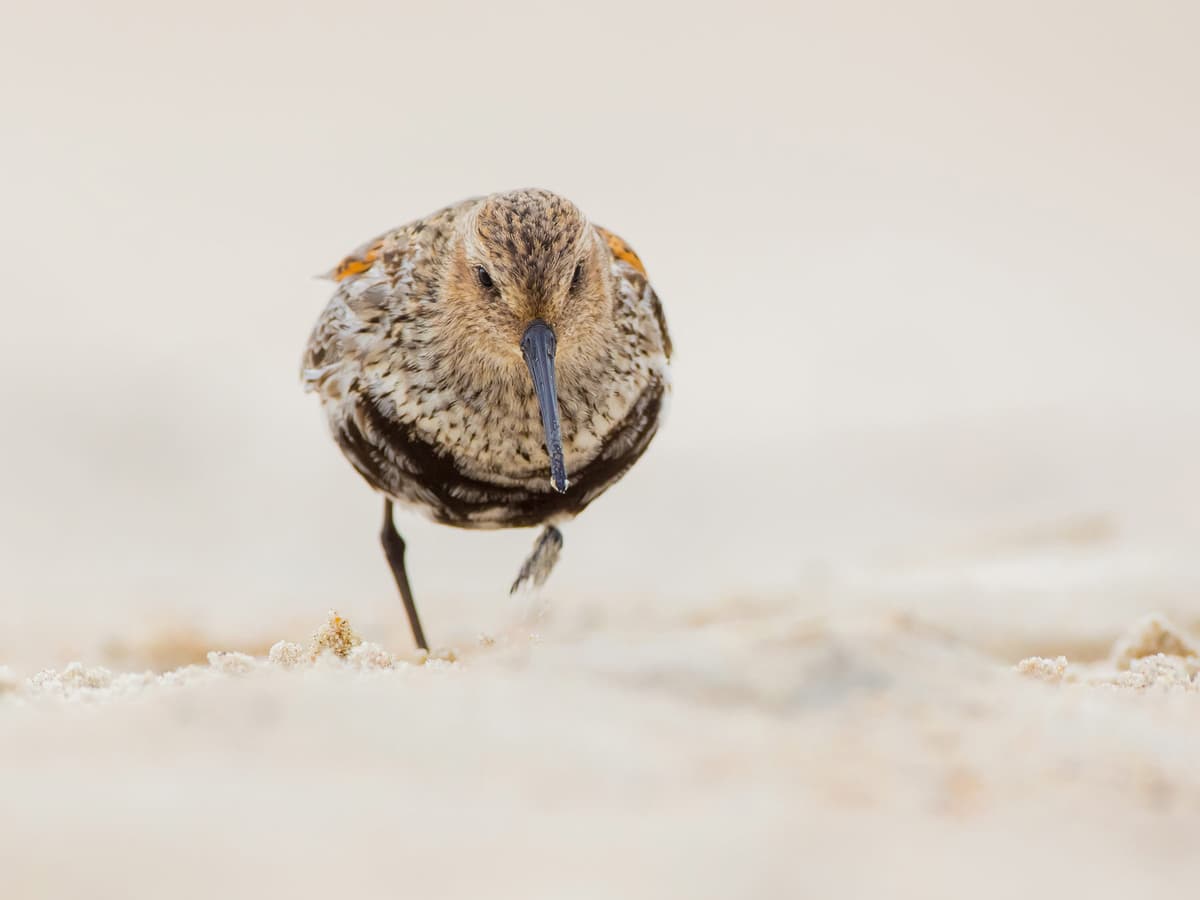 Dunlin | Birdfact