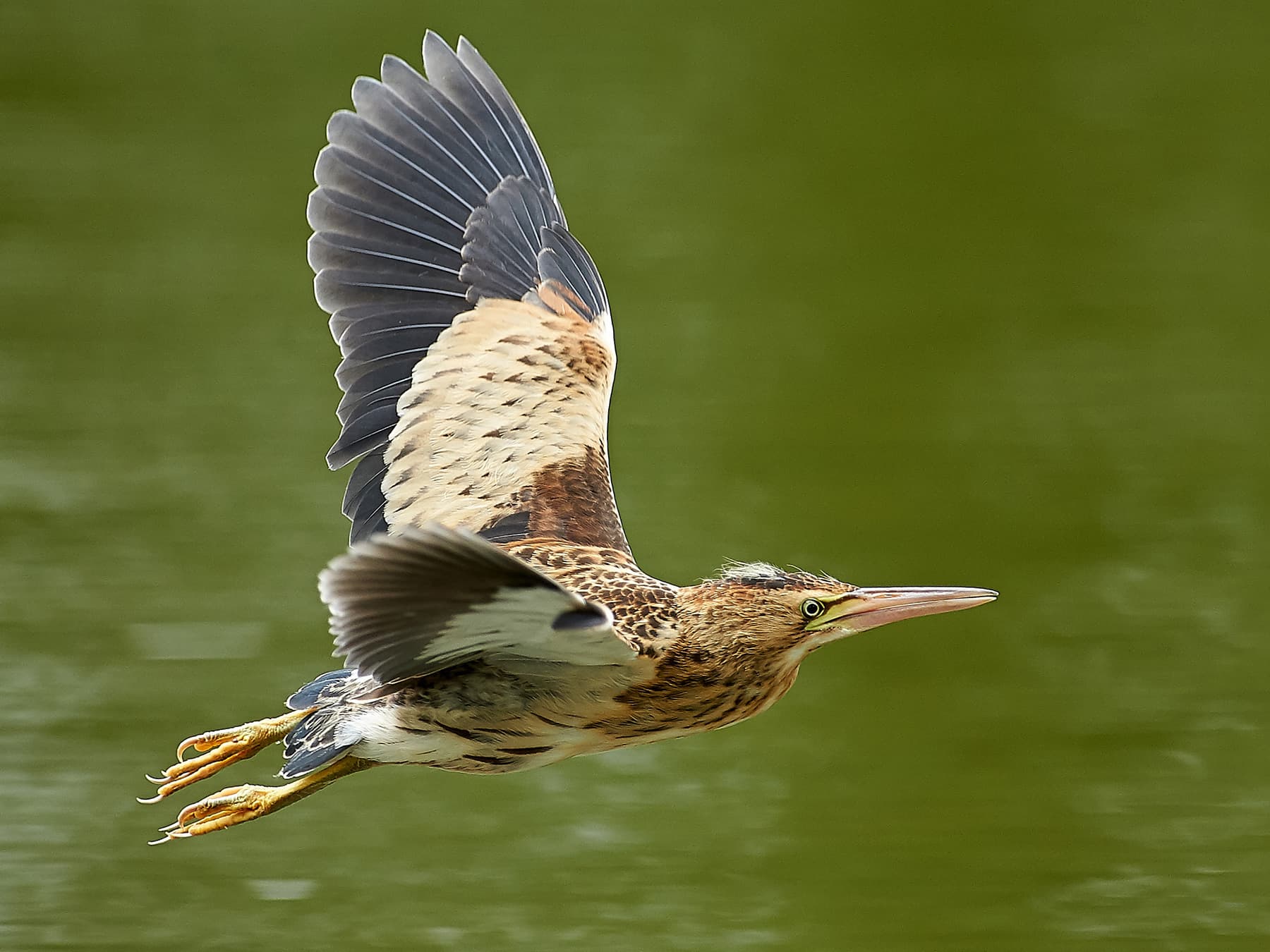 Young female Little Bittern in-flight