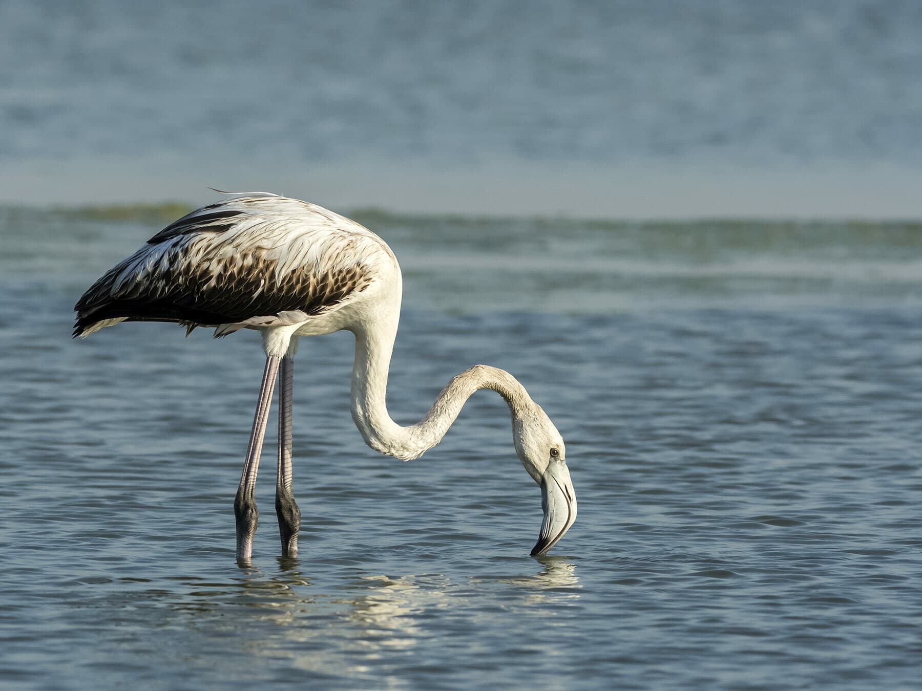 A juvenile greater flamingo